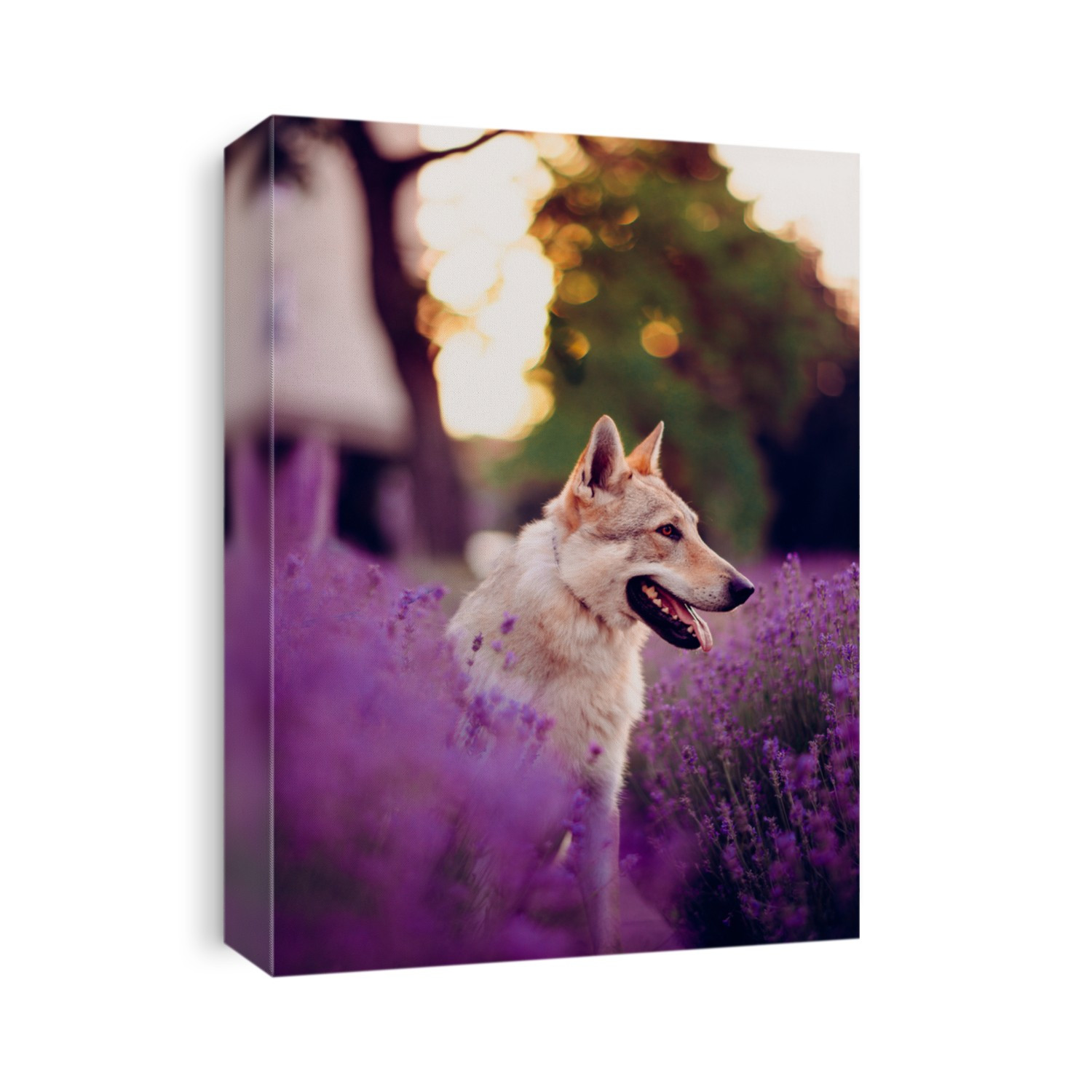 Beautiful wolf dog posing in purple Blossom levander flowers at spring.