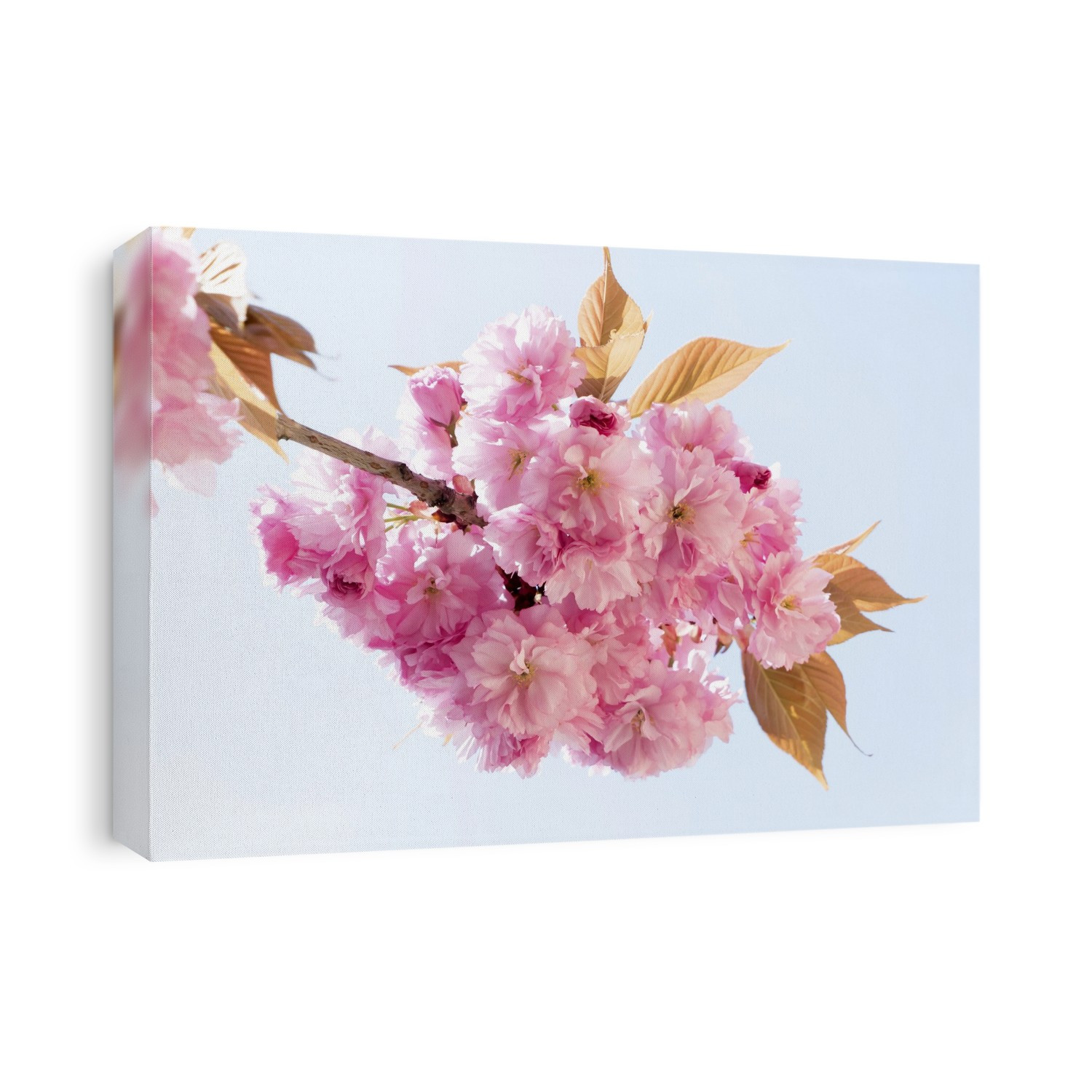 Cherry blossom against a white background.