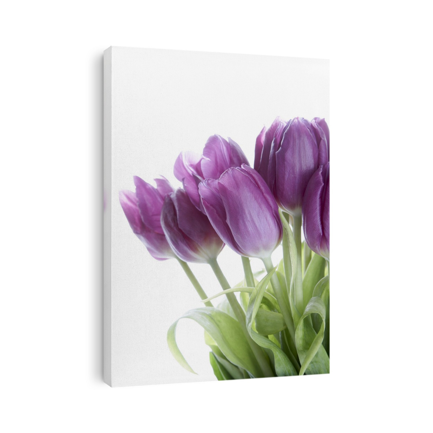 Tulips flowers (Tulipa sp.) in a flower arrangement.