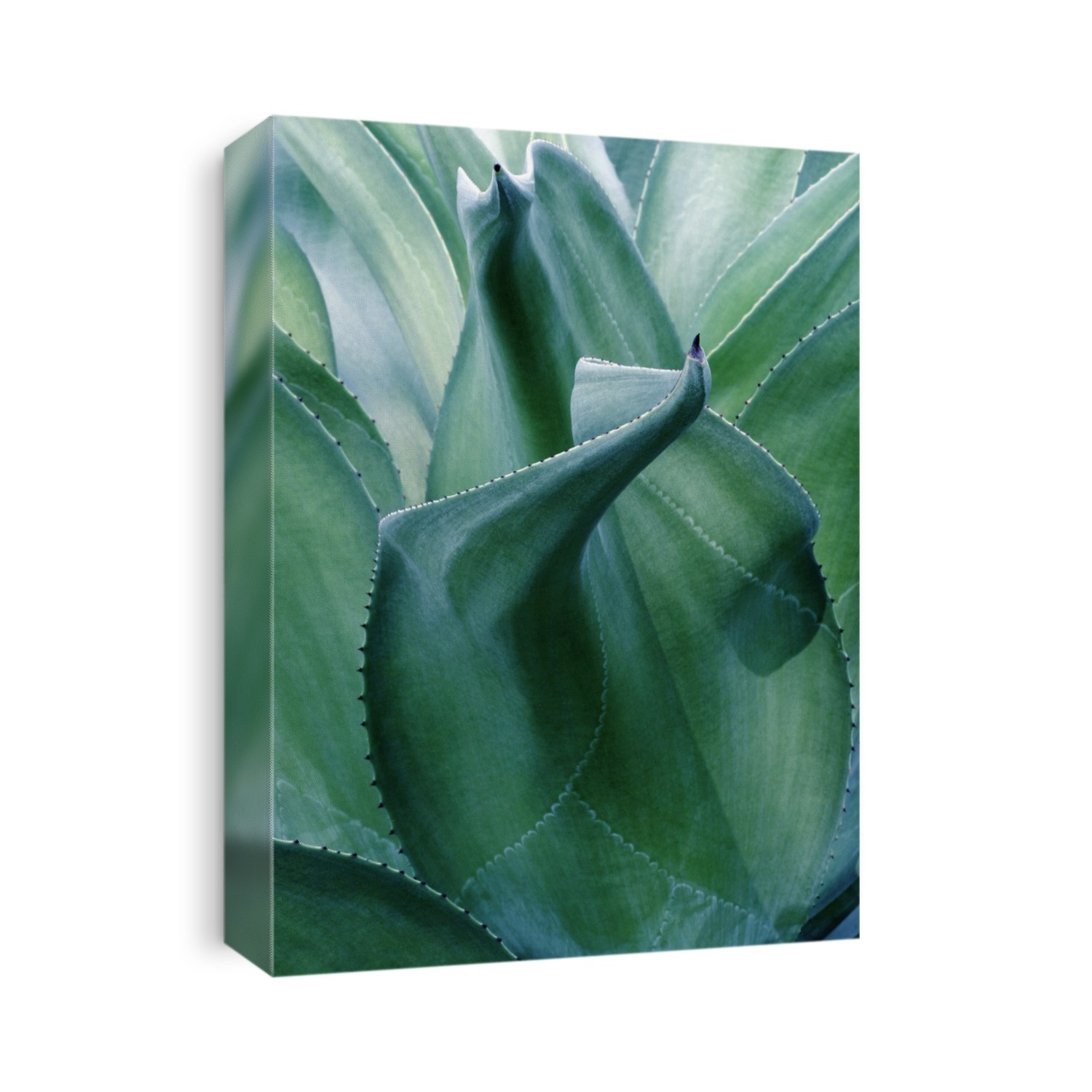 Agave leaves (Agave sp.).