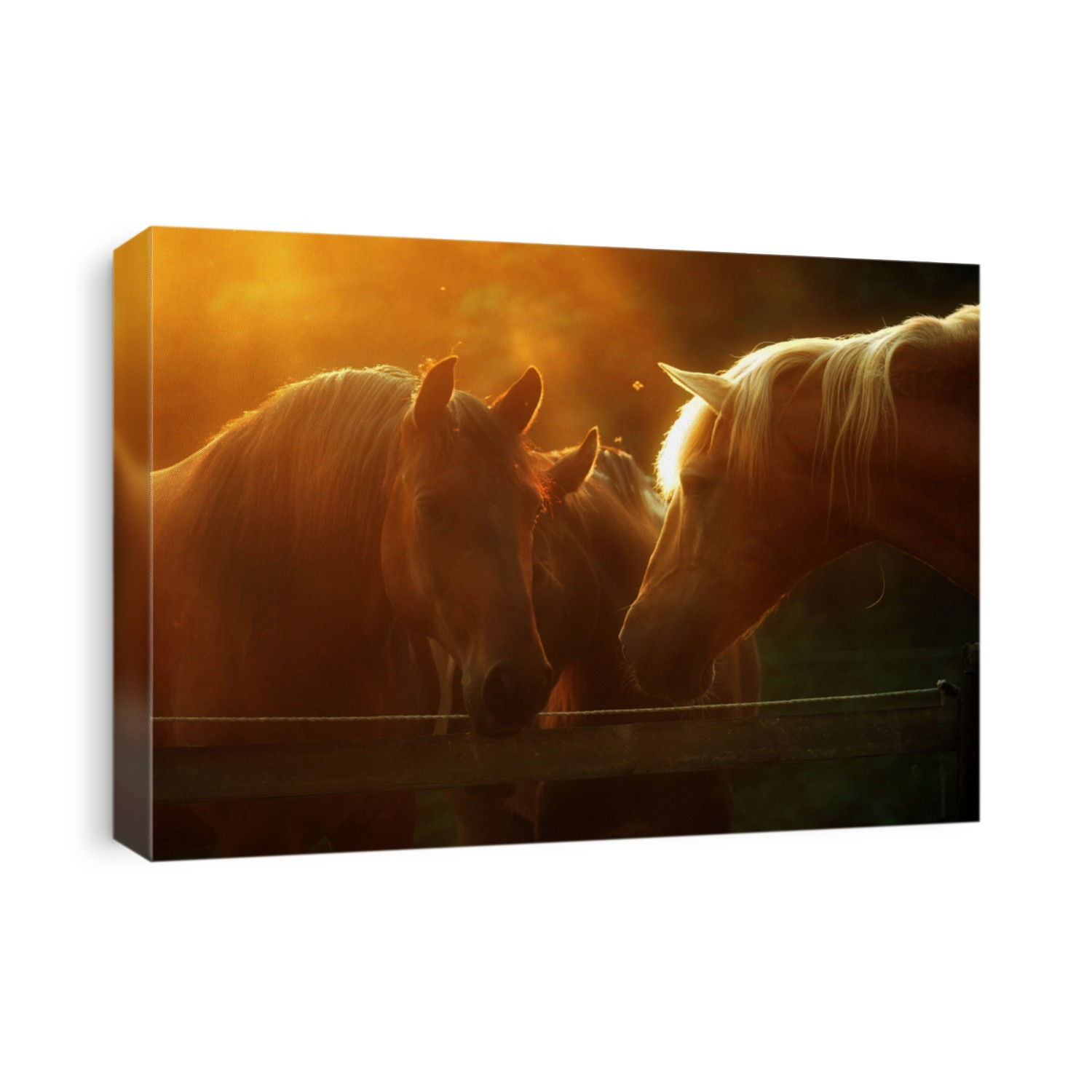 Horses in the evening sun