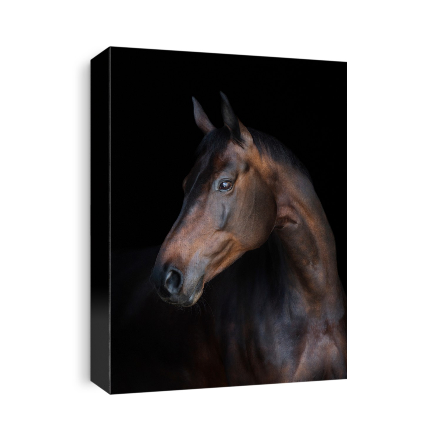 Portrait of a bay sport horse