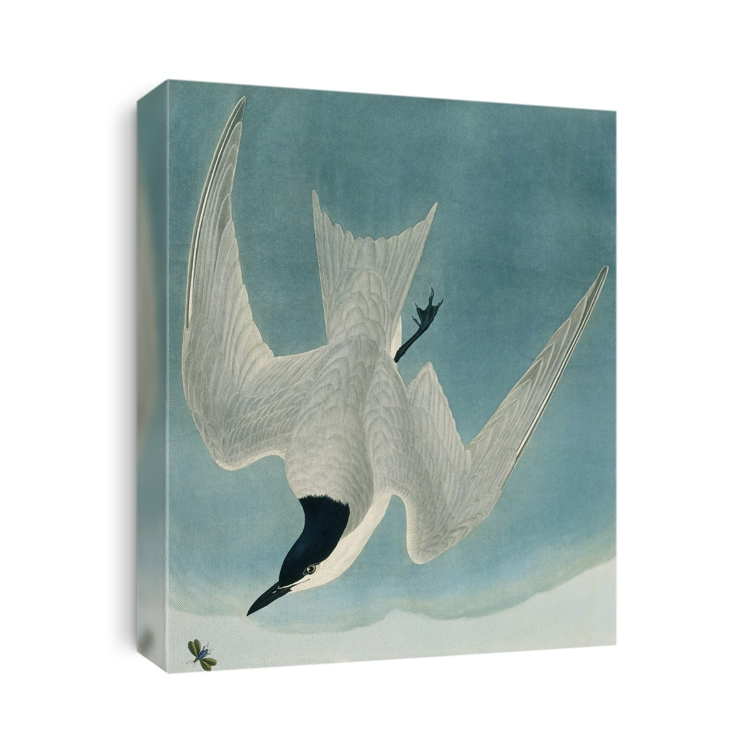Gull-billed tern (Sterna nilotica). Illustration from 'Birds of America', by John James Audubon (1835-1838).