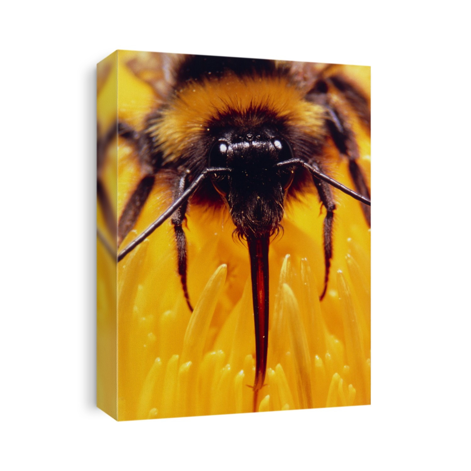 Stereomicroscope photograph of the head of a worker bumble bee, Bombus terrestris, feeding on the nectar of a flower of Centaurea macrocephala. The tongue of the bee can be seen seeking out the nectary glands. As it forages for food it collects pollen on the hairs of its body, which is then carried from flower to flower. Some of the grains may be brushed off onto the stamens of another plant, thereby pollinating the flower. Magnification x2.1 at 35mm size.