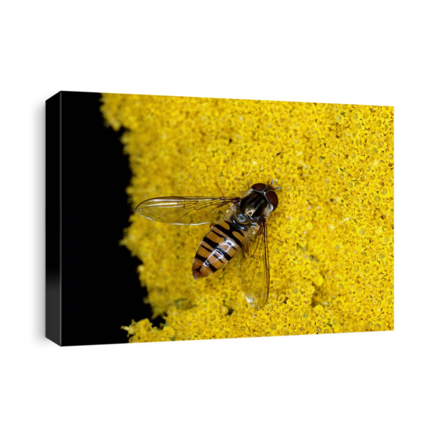 Hover fly (Episyrphus baleatus) on an Achillea filipendulina flower.