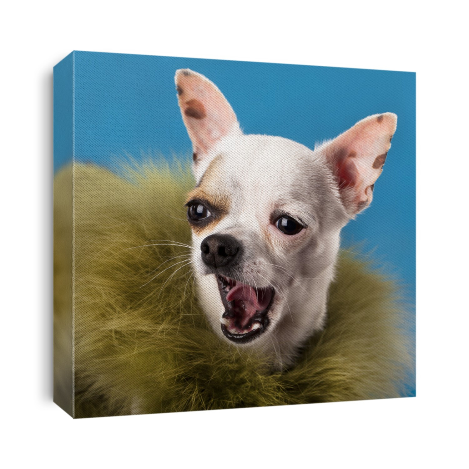 Chihuahua hua