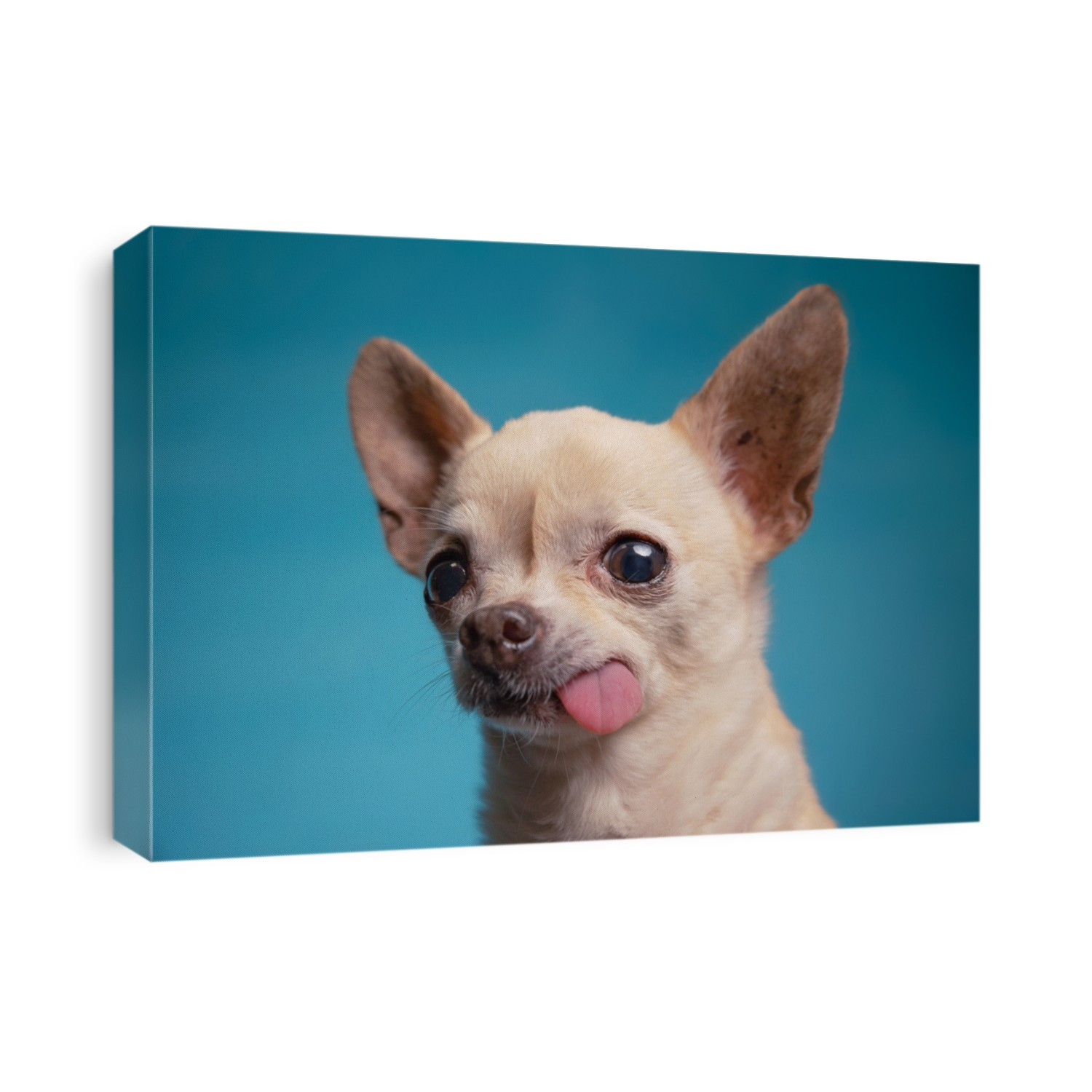 cute chihuahua with his tongue hanging out in a studio shot isolated on a blue background