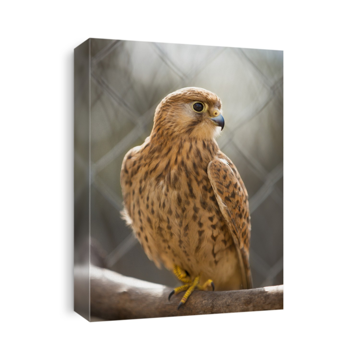 Falcon - Birds Predator