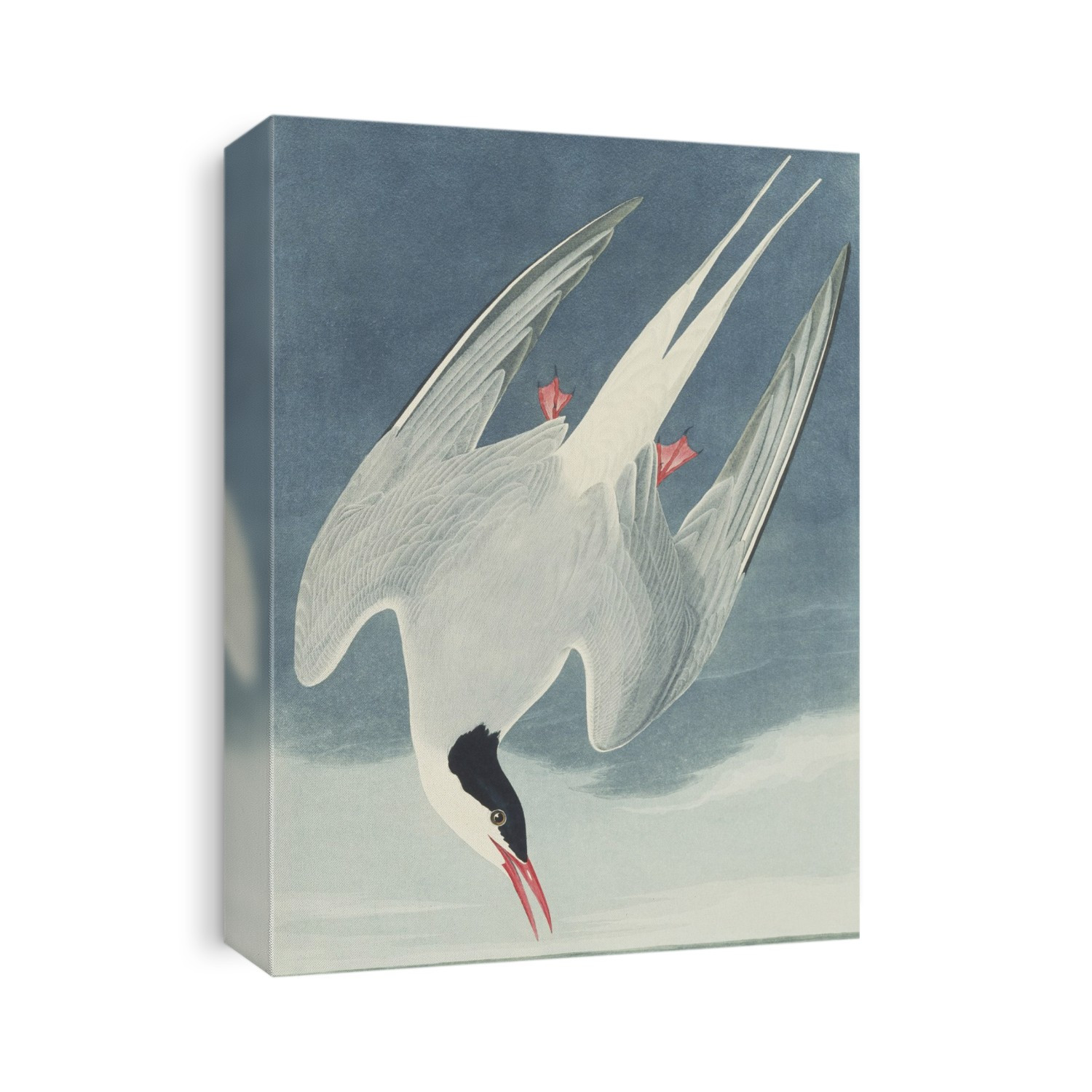 Arctic tern (Sterna paradisaea). Illustration from John James Audubon's 'Birds of America', original double elephant folio (1834-35), hand-coloured aquatint.