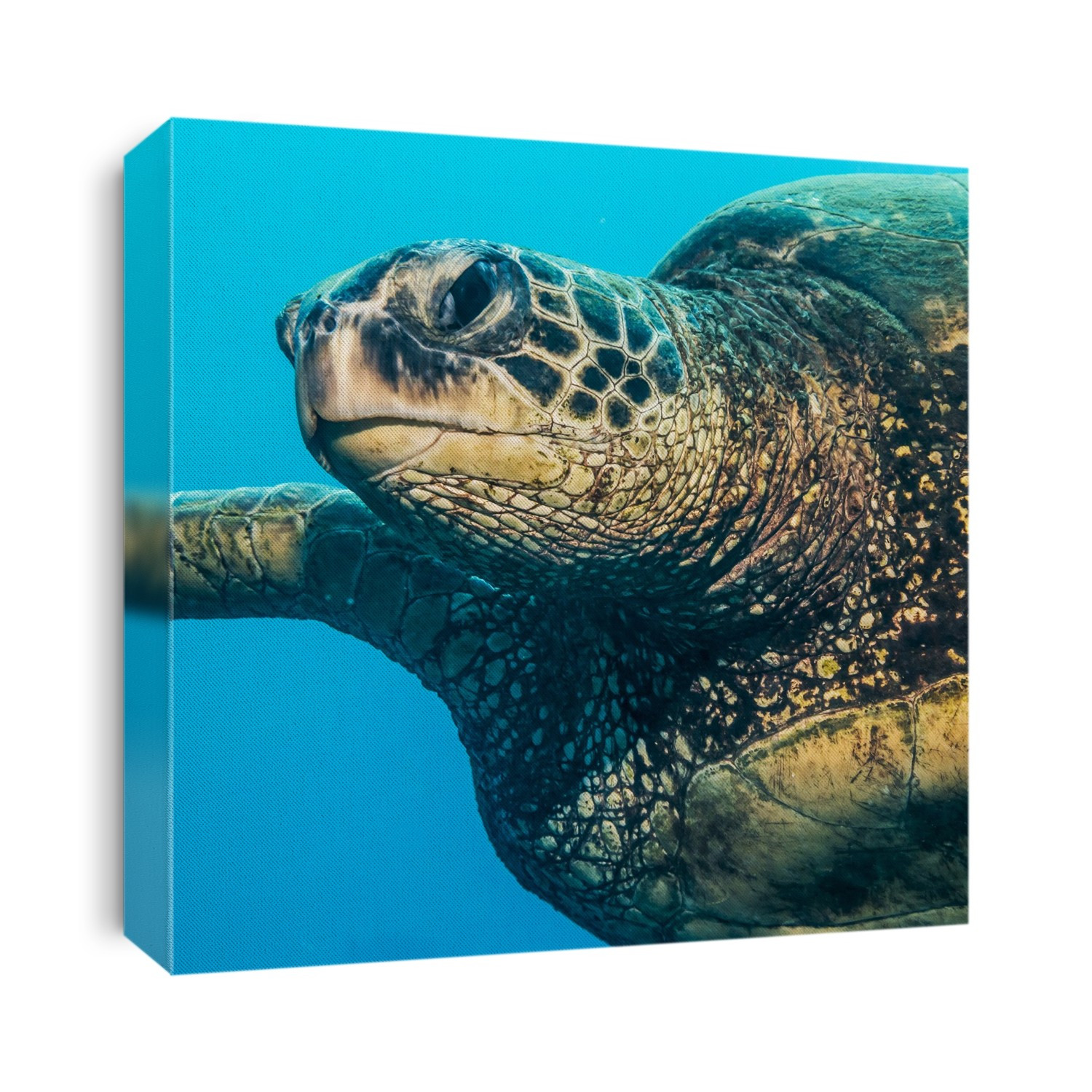 Green Sea Turtle (Chelonia mydas) swimming off Kauai, Hawaii, during the spring; Kauai, Hawaii, United States of America