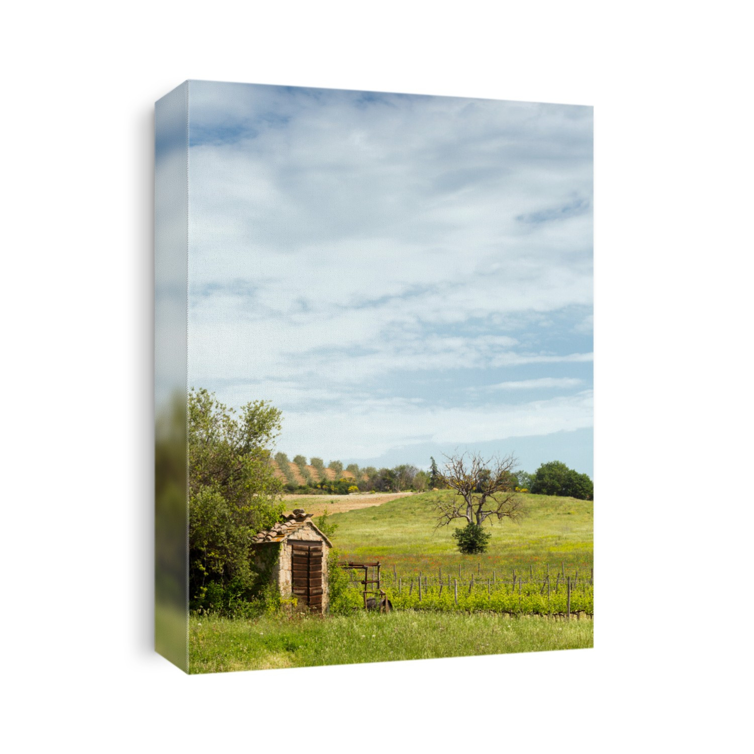 Old shed, olive trees and vineyard near San Antimo in Tuscany Italy