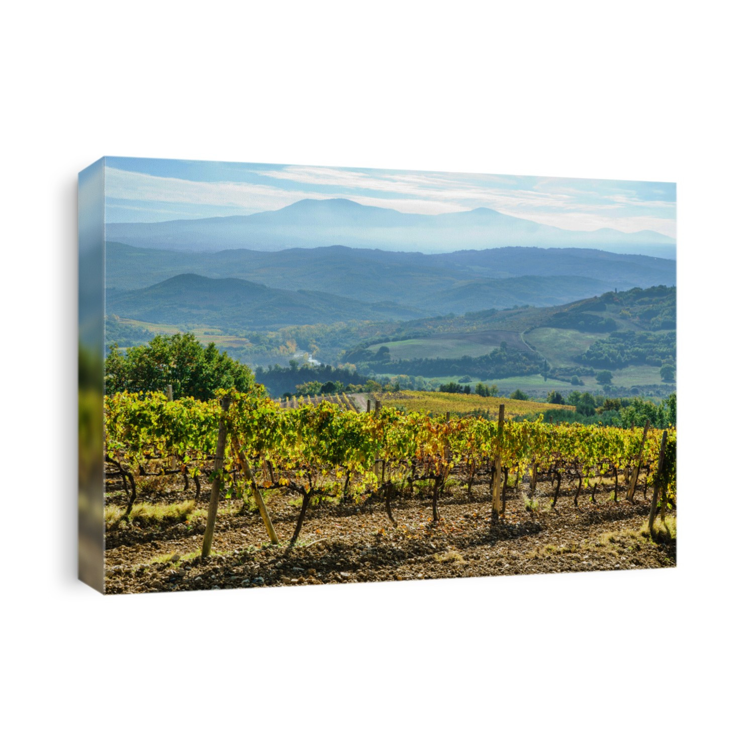 vineyard