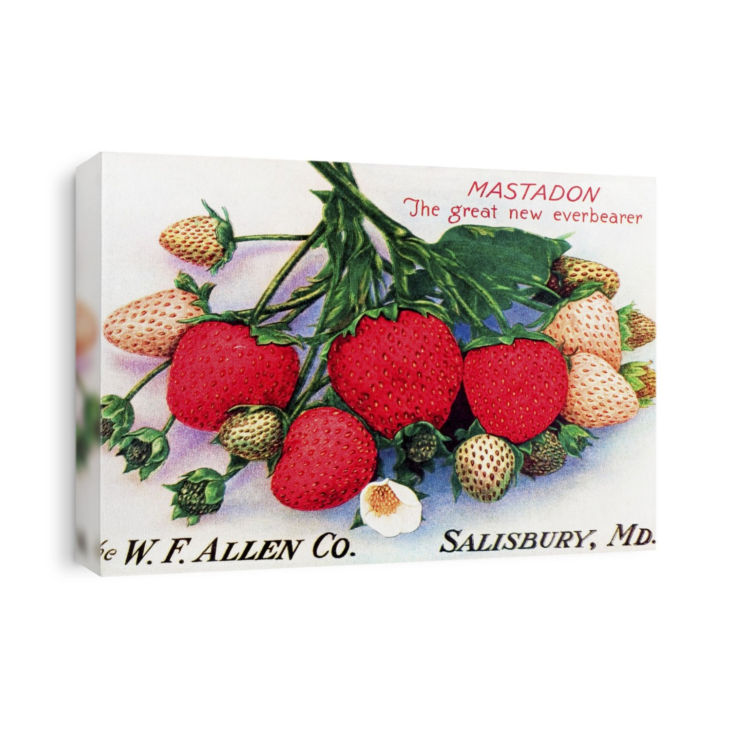 Historic Allen's Book Of Berries With Illustration Of Strawberries From 20th Century.