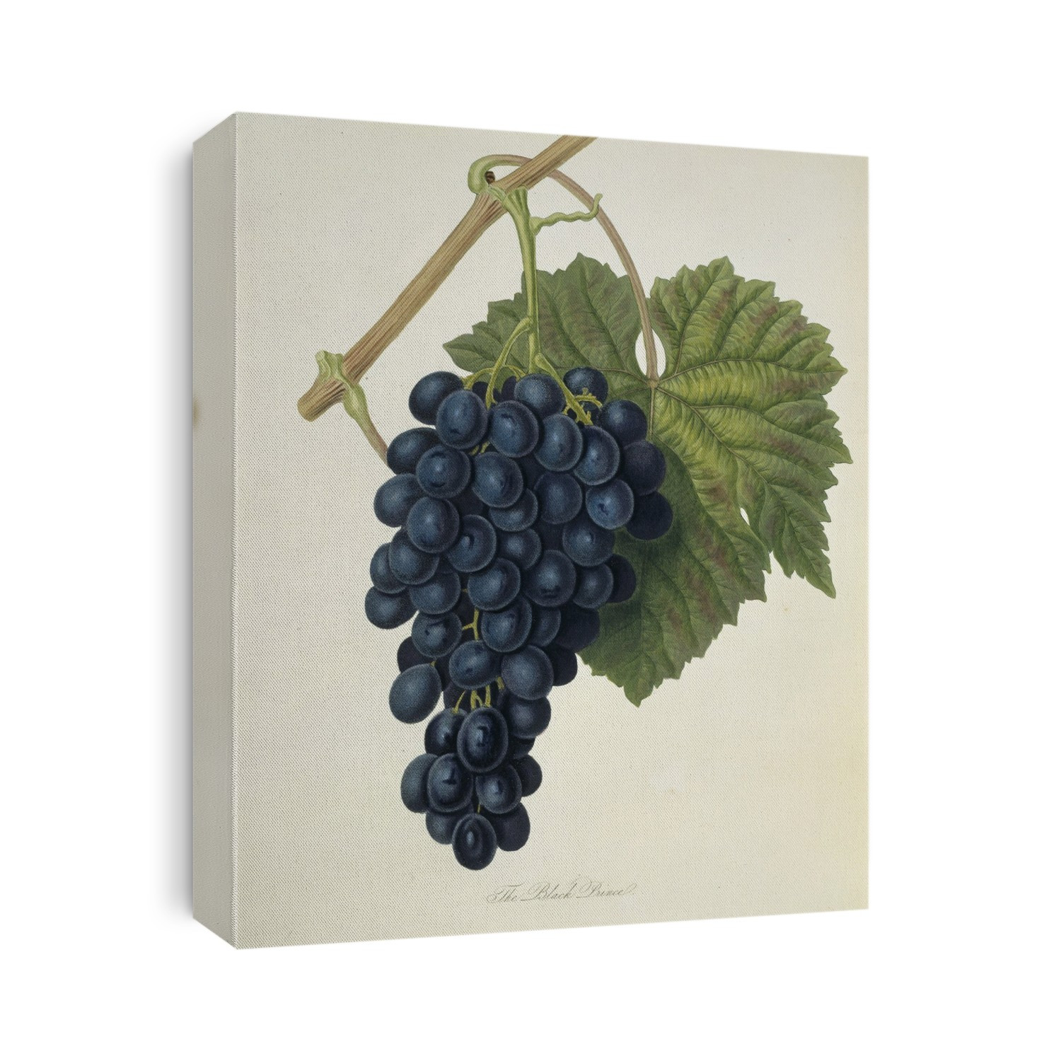 Black Prince Grape (Vitis sp.), 19th-century botanical illustration. This artwork is from 'Pomona Londinensis' (1818), a collection of 49 engravings of fruit drawn by British botanical illustrator William Hooker (1779-1832). Hooker later became the official artist of the Horticultural Society of London (now the Royal Horticultural Society).