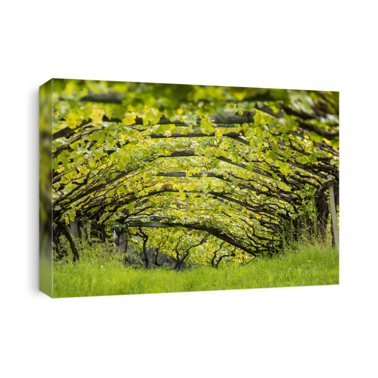 Artist canopy of a row of grape vines with grass growing underneath; Caldaro, Bolzano, Italy