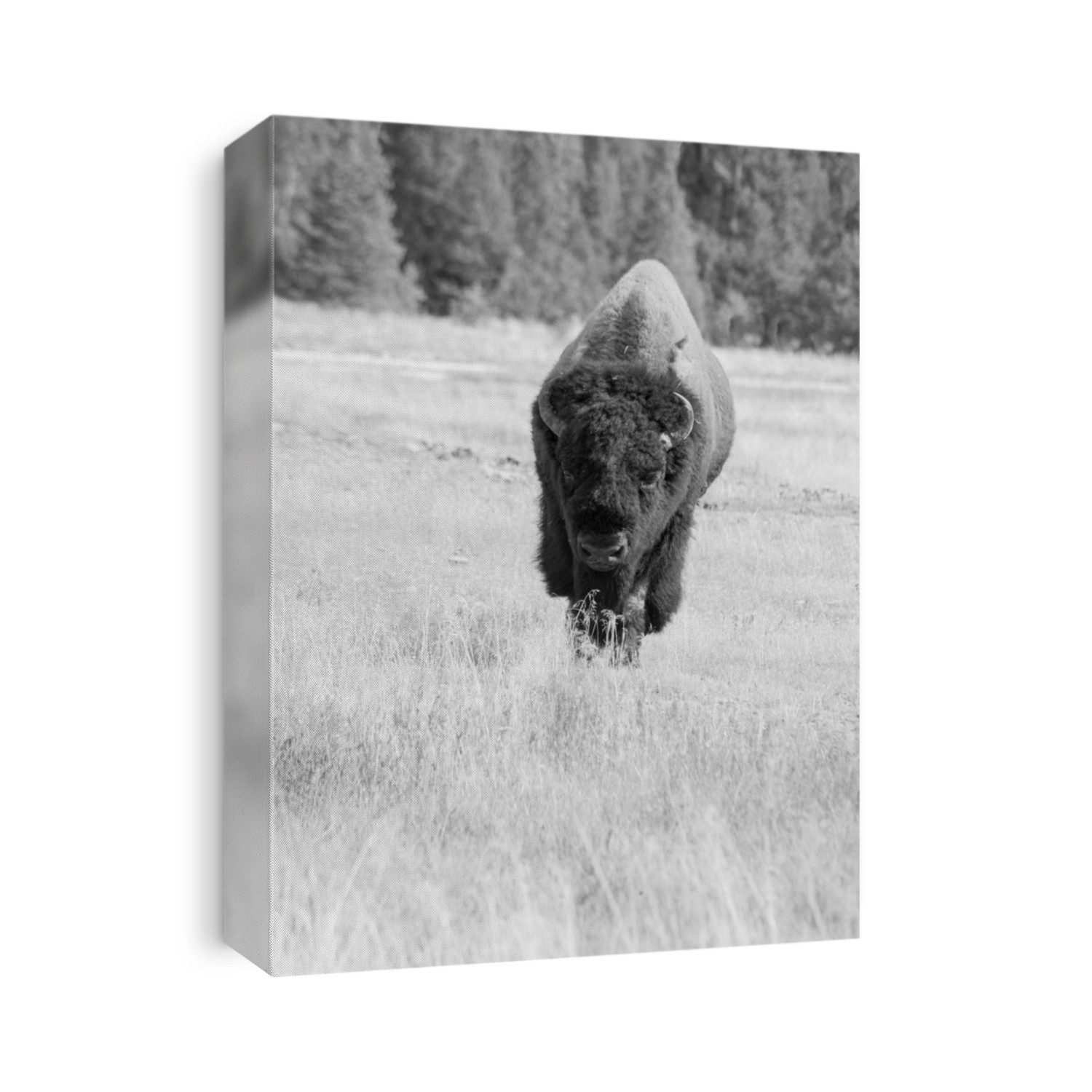 Buffalo outdoors in black and white