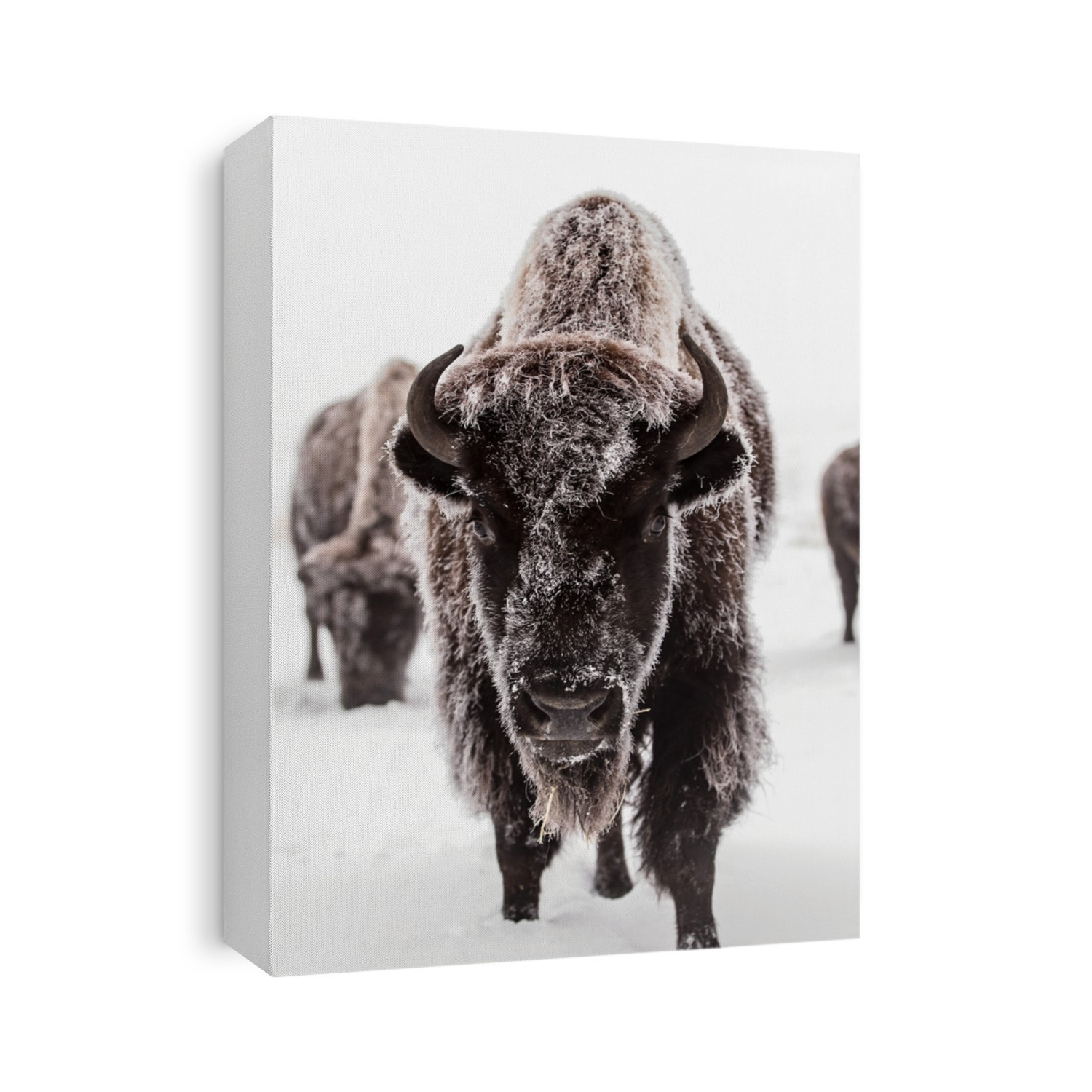 Buffalo Bison herd in winter frost