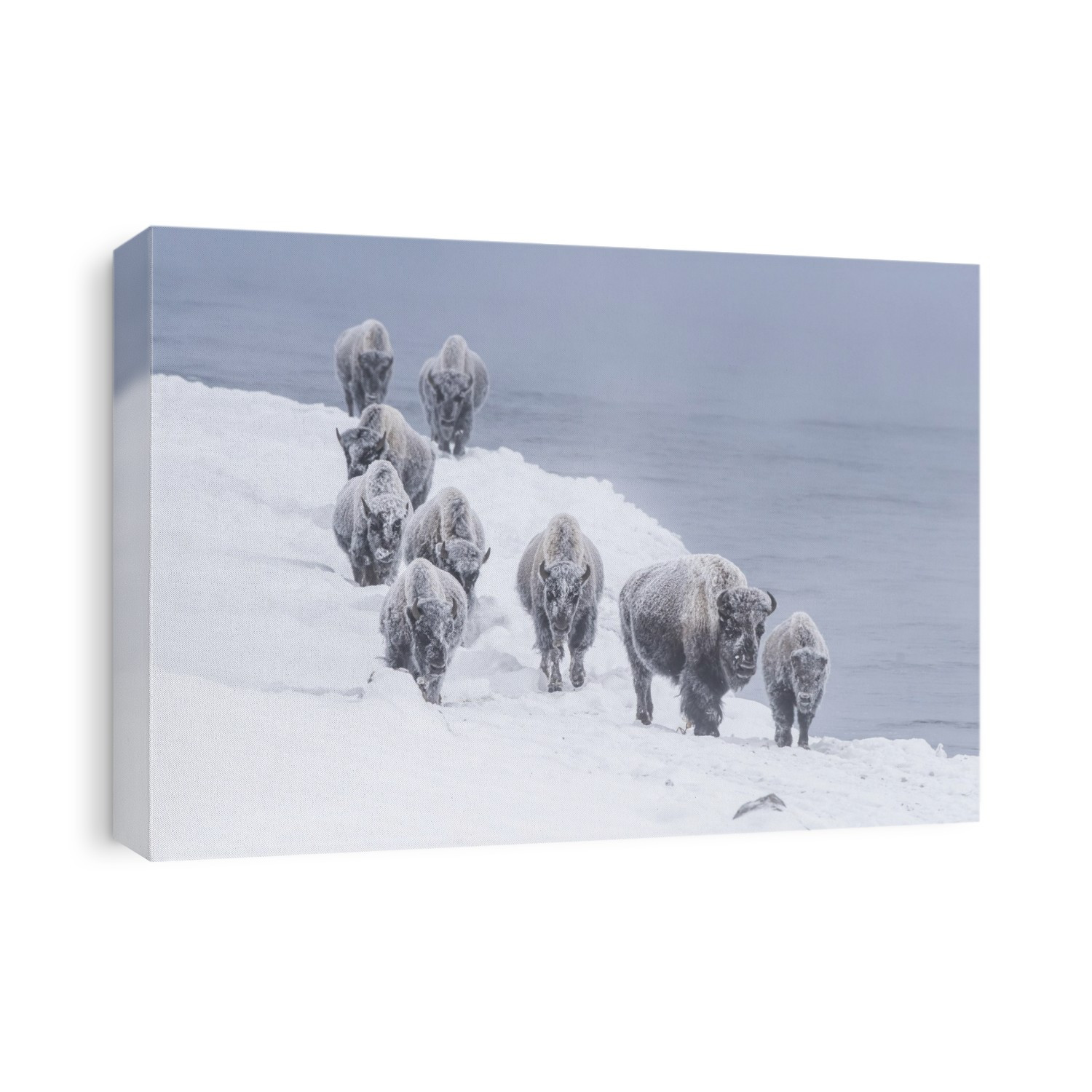 Snow covered herd of American bison (Bison bison) walking along the riverbank of Firehole River in Yellowstone National Park in winter; Wyoming, United States of America