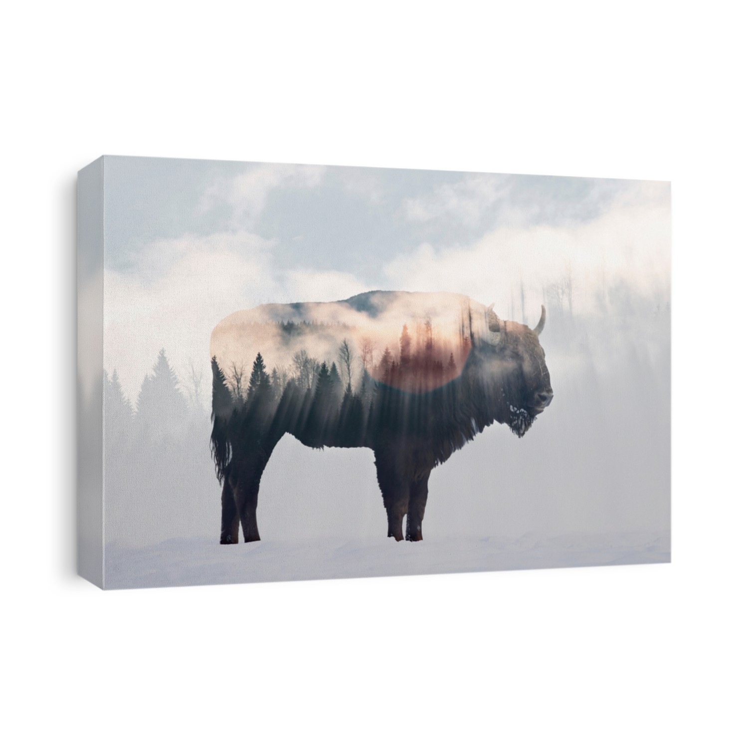 Double exposure of a wild bison, buffalo and a foggy pine forest