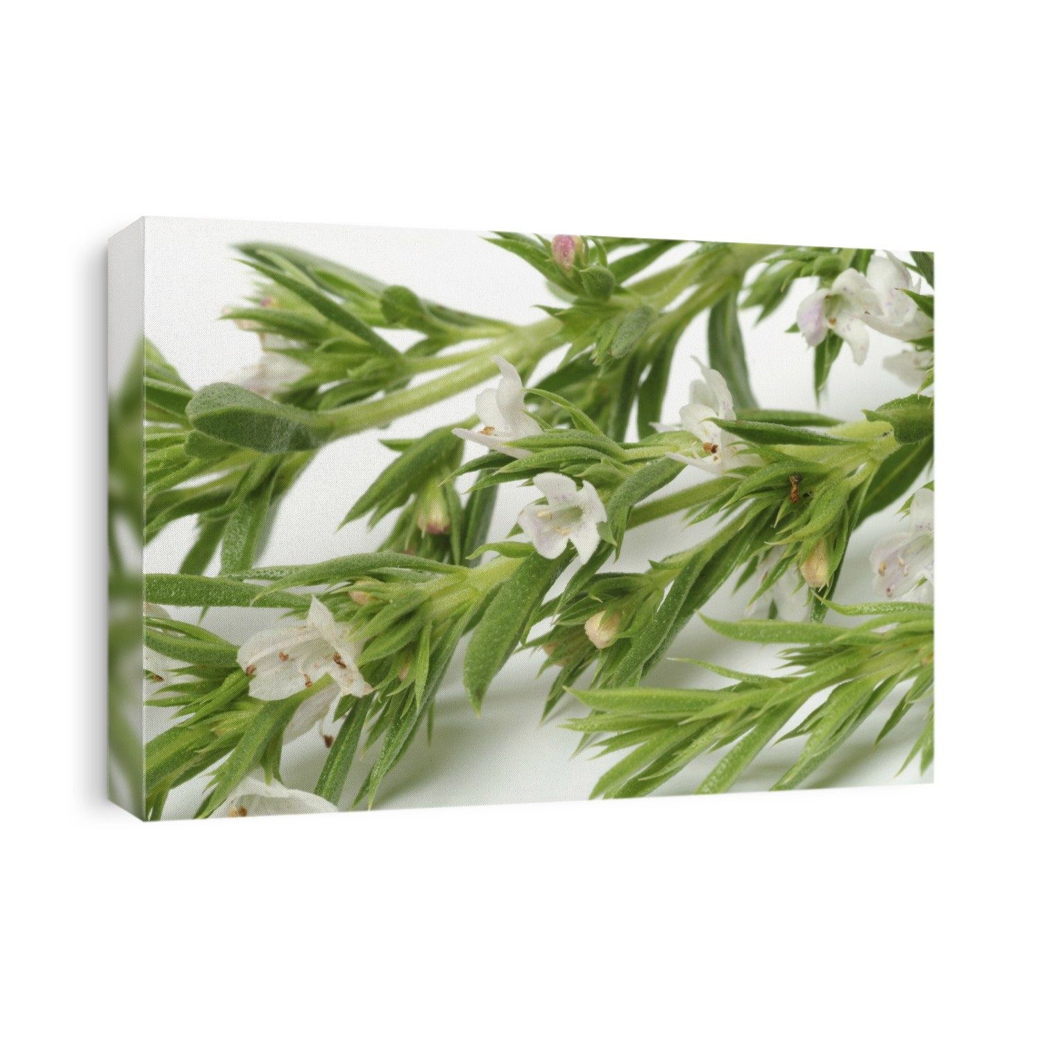 Summer savory (Satureja hortensis). This herb is native to Southern Europe and Central Asia.