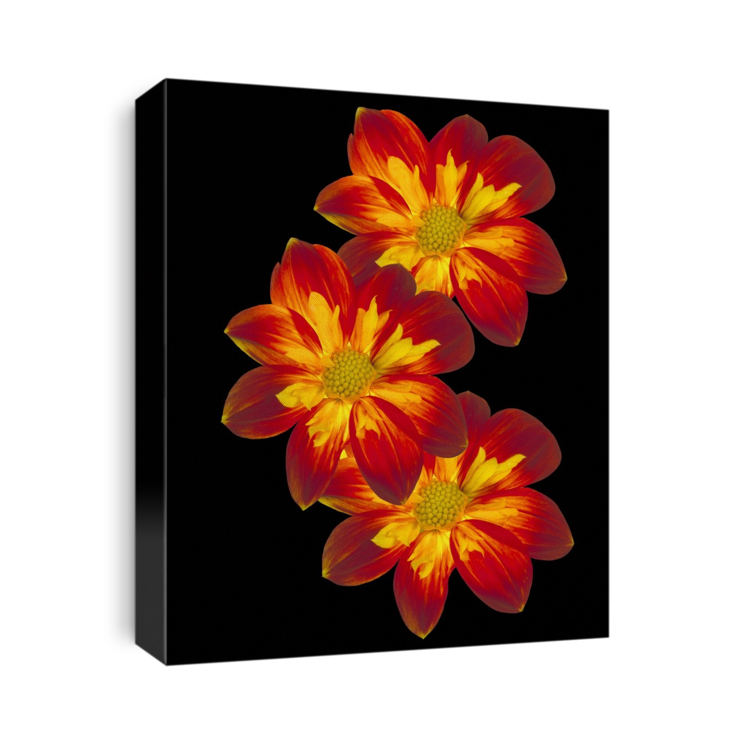 Close up of Dahlia 'Ann Breckenfelder' flowers on a black background.