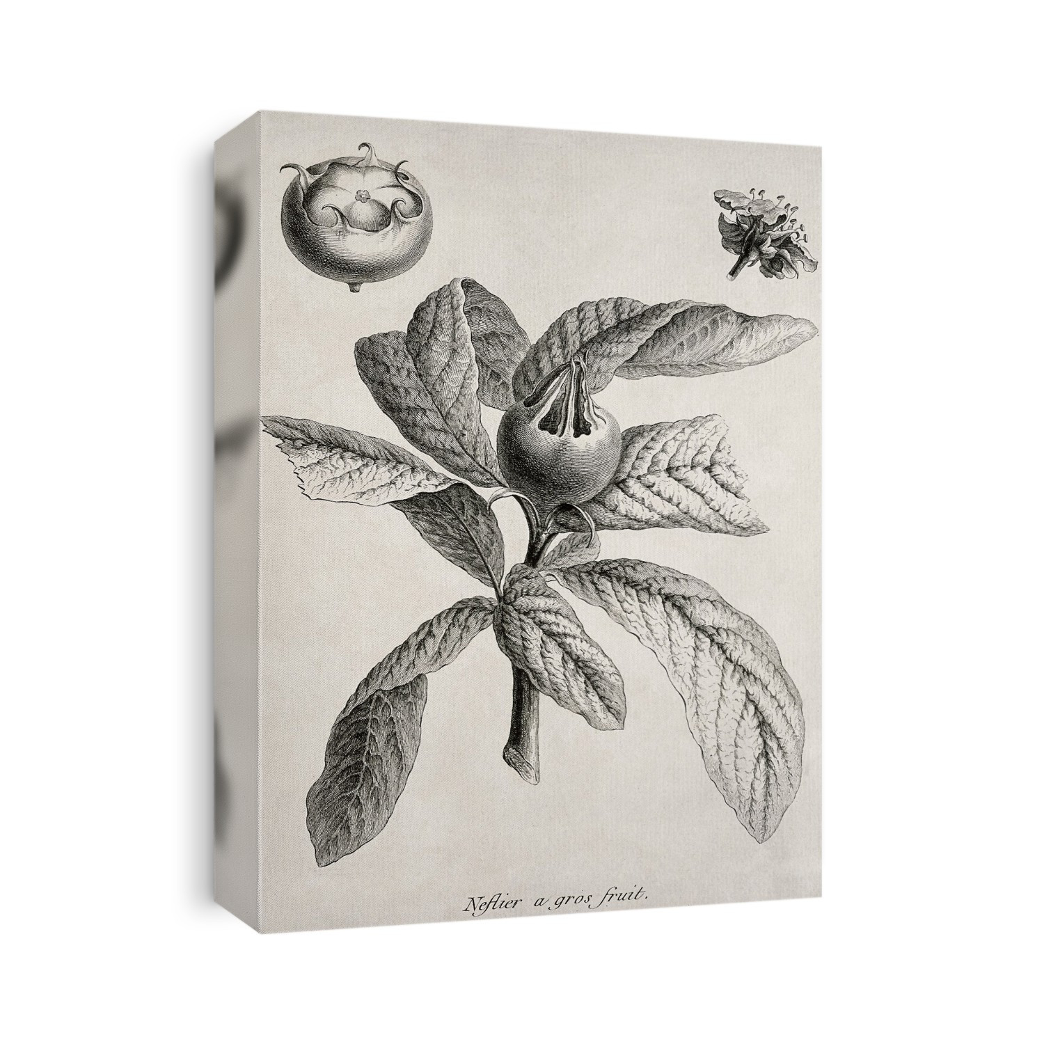 Medlars (Mespilus germanica), historical artwork. Medlars have an hard apple-like fruit, which needs to be left to soften and start to decay, before eating. Medlars were once commonly eaten in historical times, but are now rarely eaten. Here, a developing fruit is on the plant at centre, with a riper fruit at upper left. A flower is at upper right. Artwork from a book published in 1768.