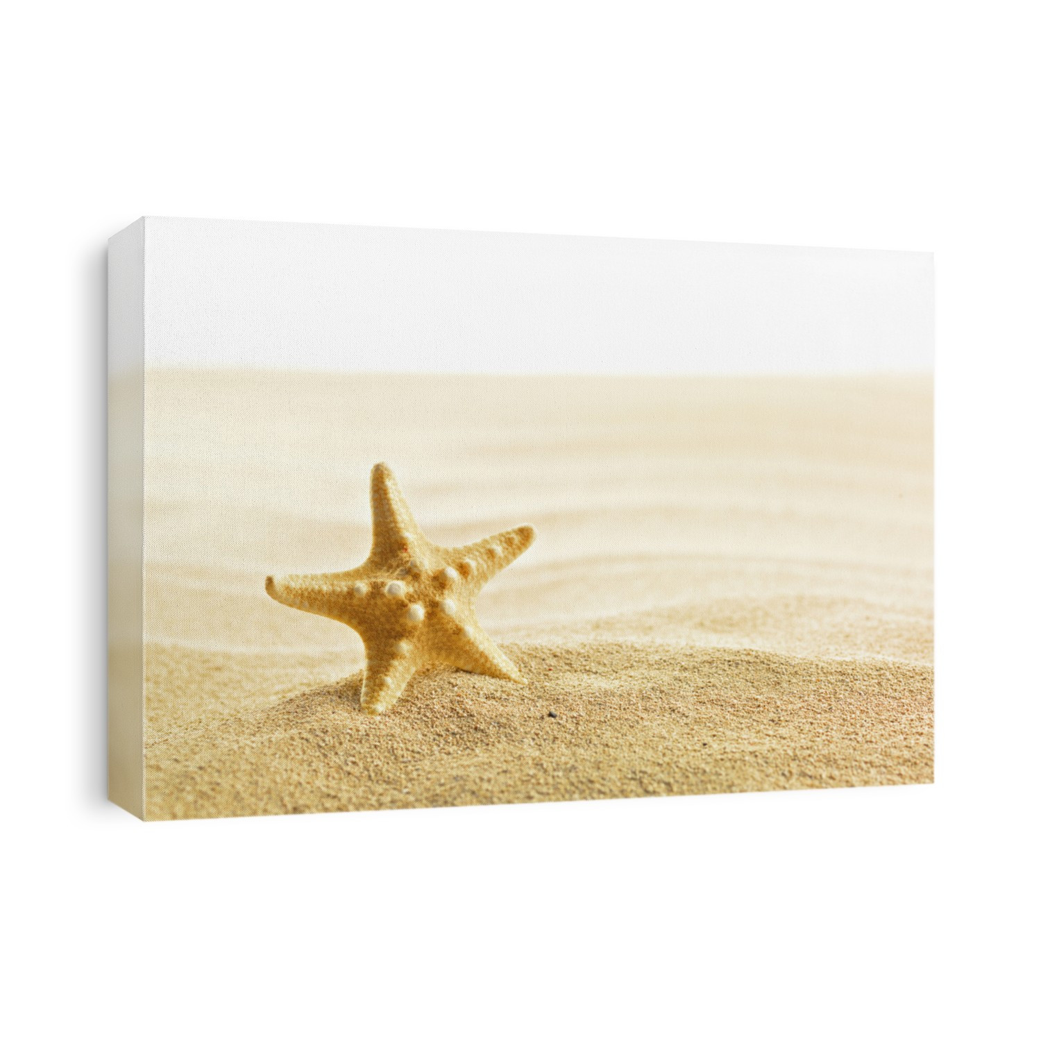 Shell and starfish on sandy beach isolated on white