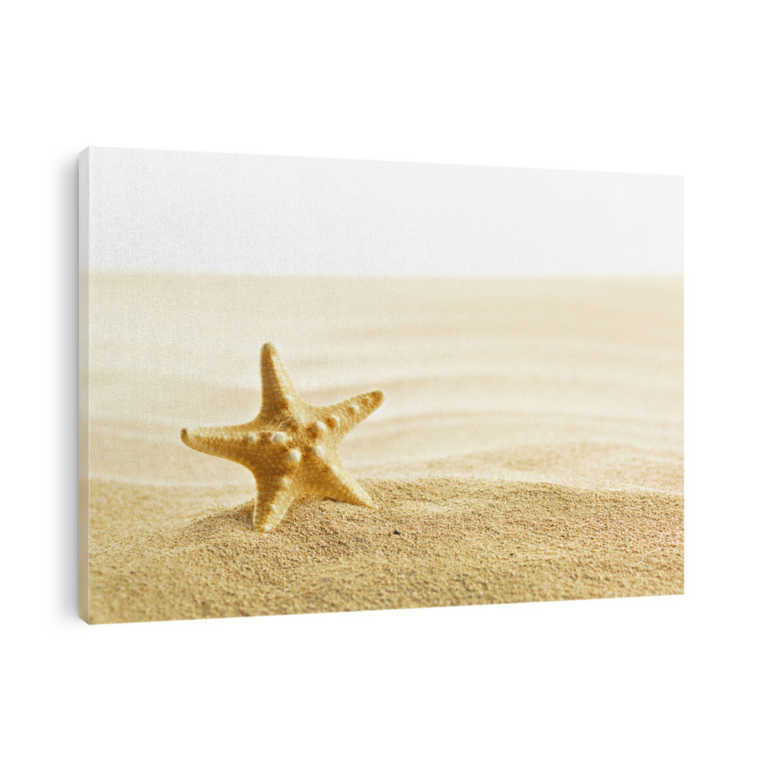 Shell and starfish on sandy beach isolated on white