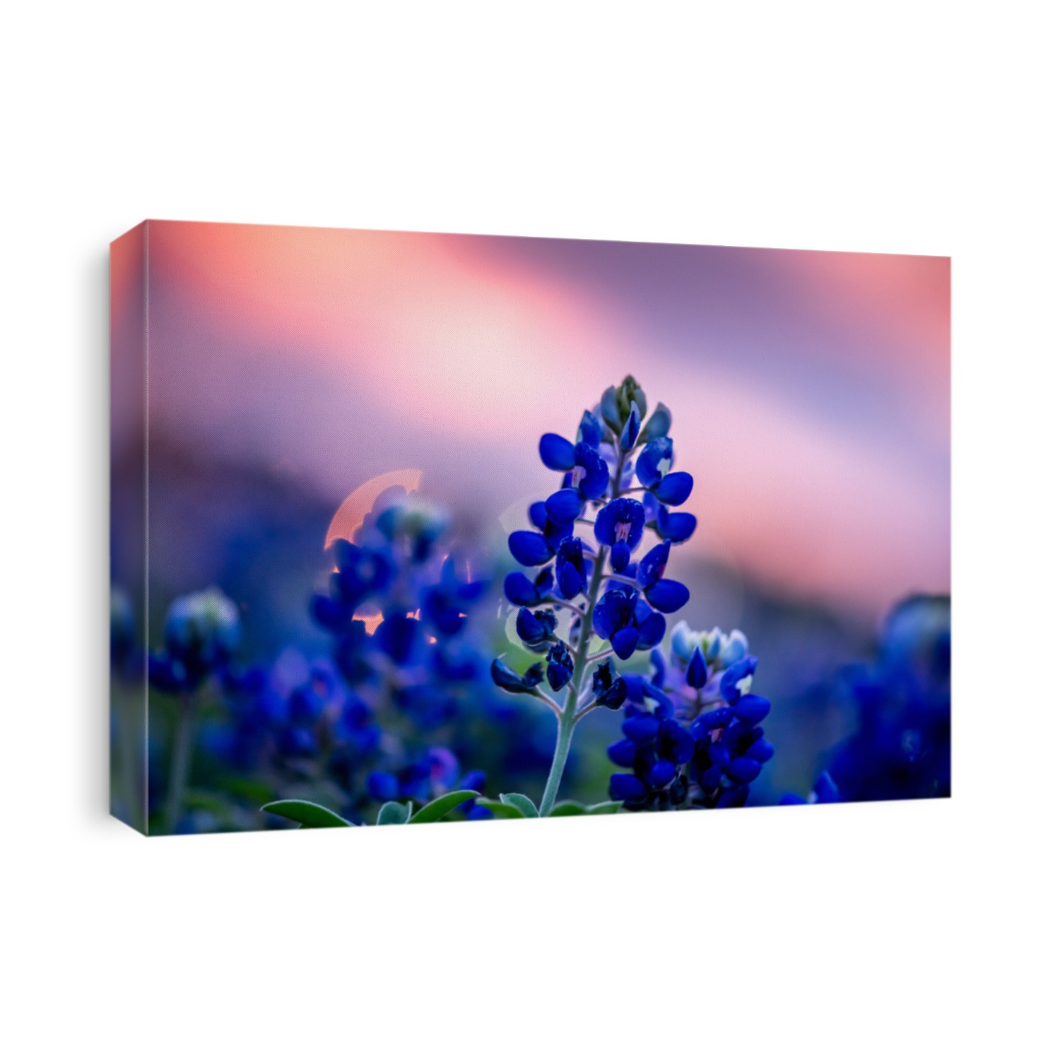 Vibrant and beautiful bluebonnet at sunset in texas