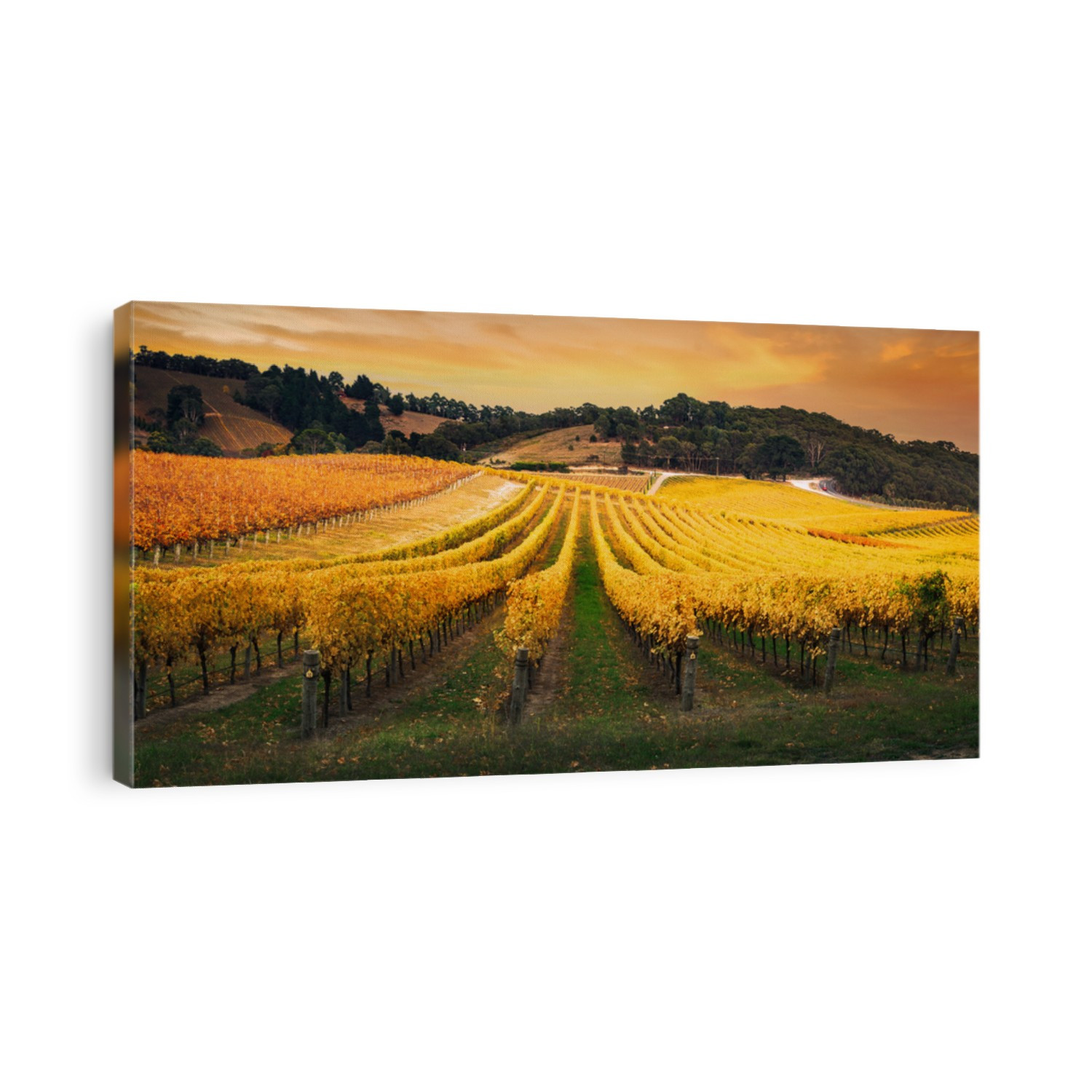 Beautiful Australian Vineyard Sunrise