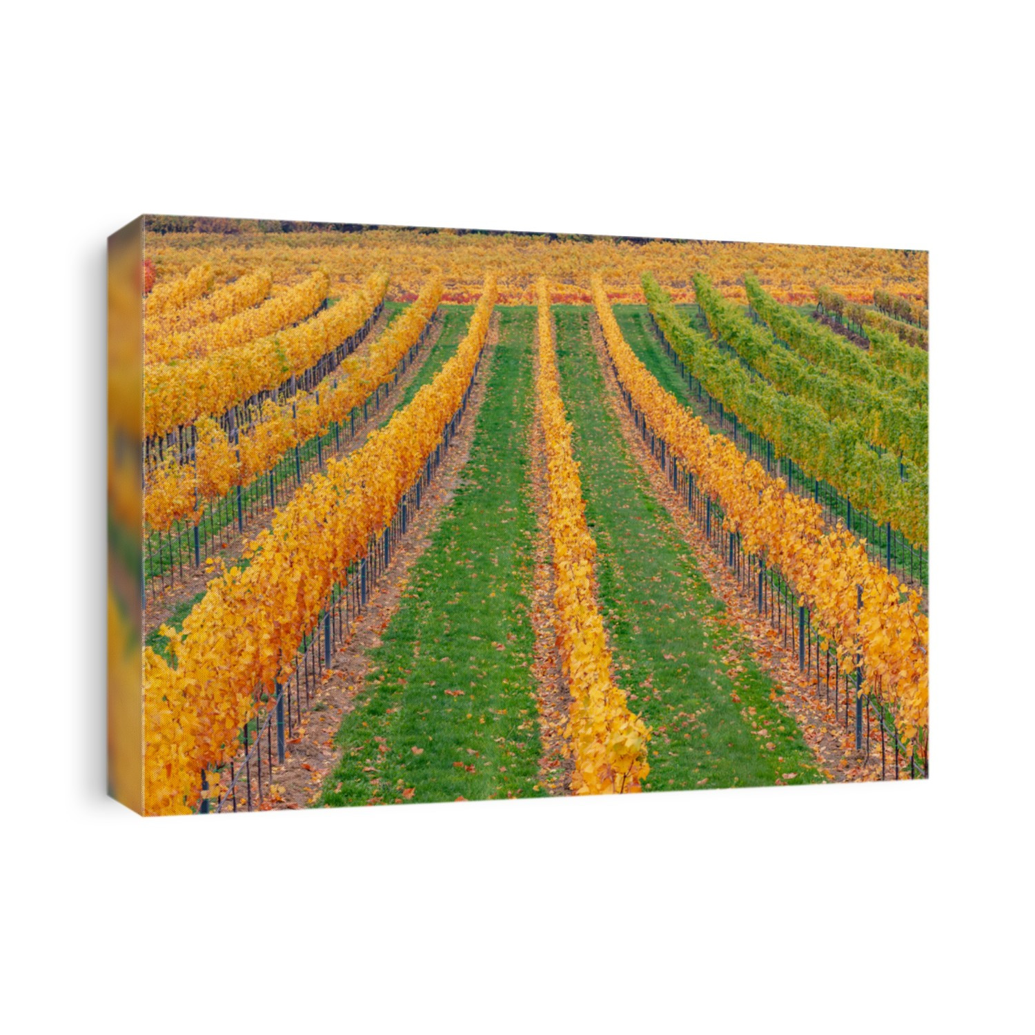 autumn vineyards 