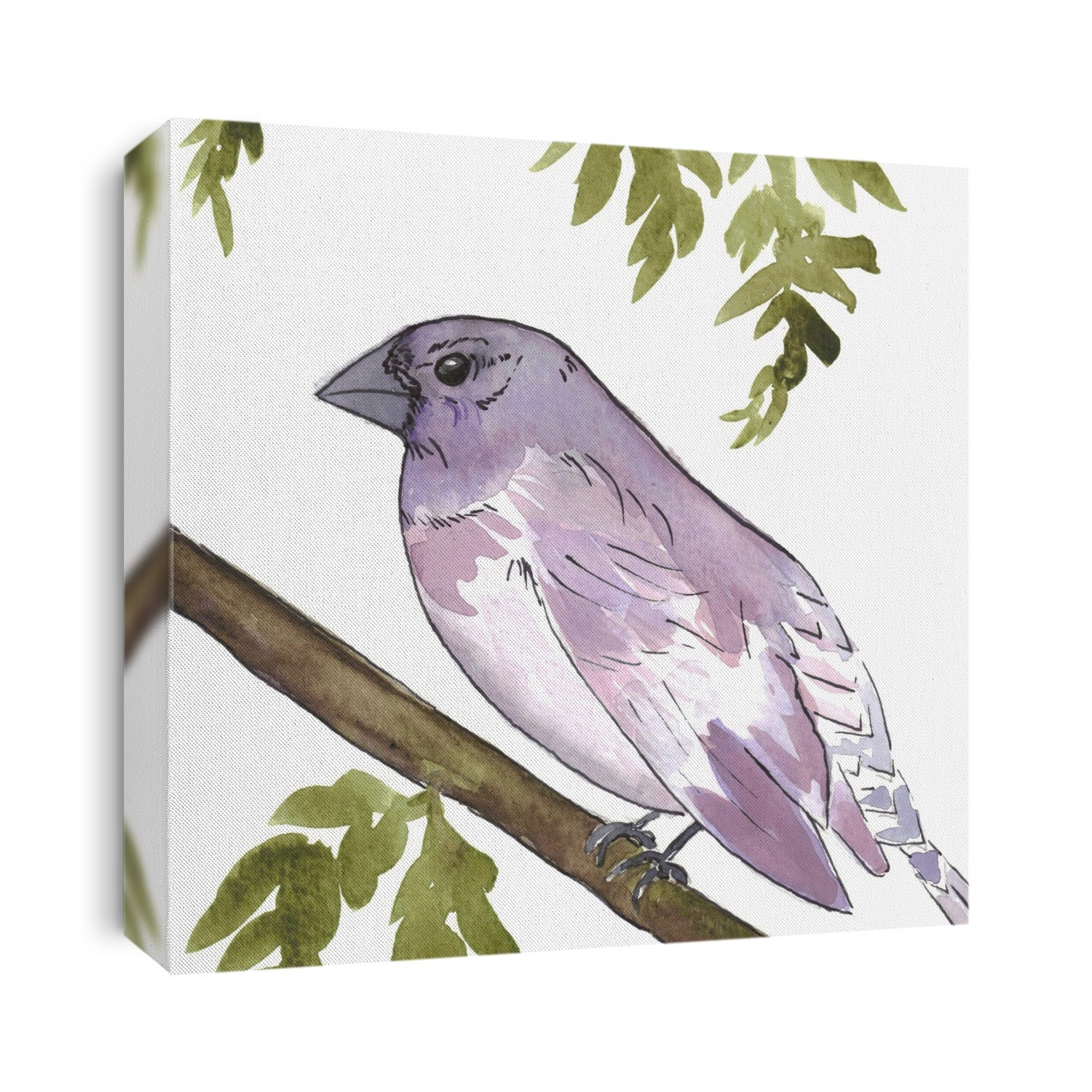 Birds