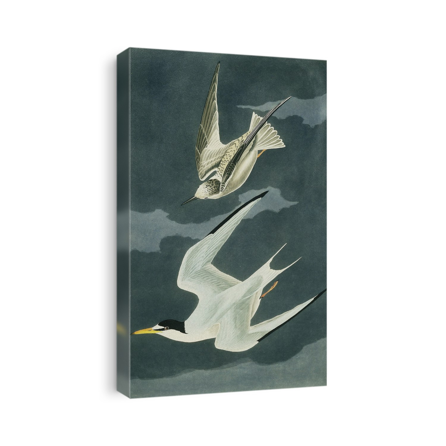 Least Tern (Sterna antillarum). Illustration from John James Audubon's 'Birds of America', original double elephant folio (1835-38), hand-coloured aquatint.