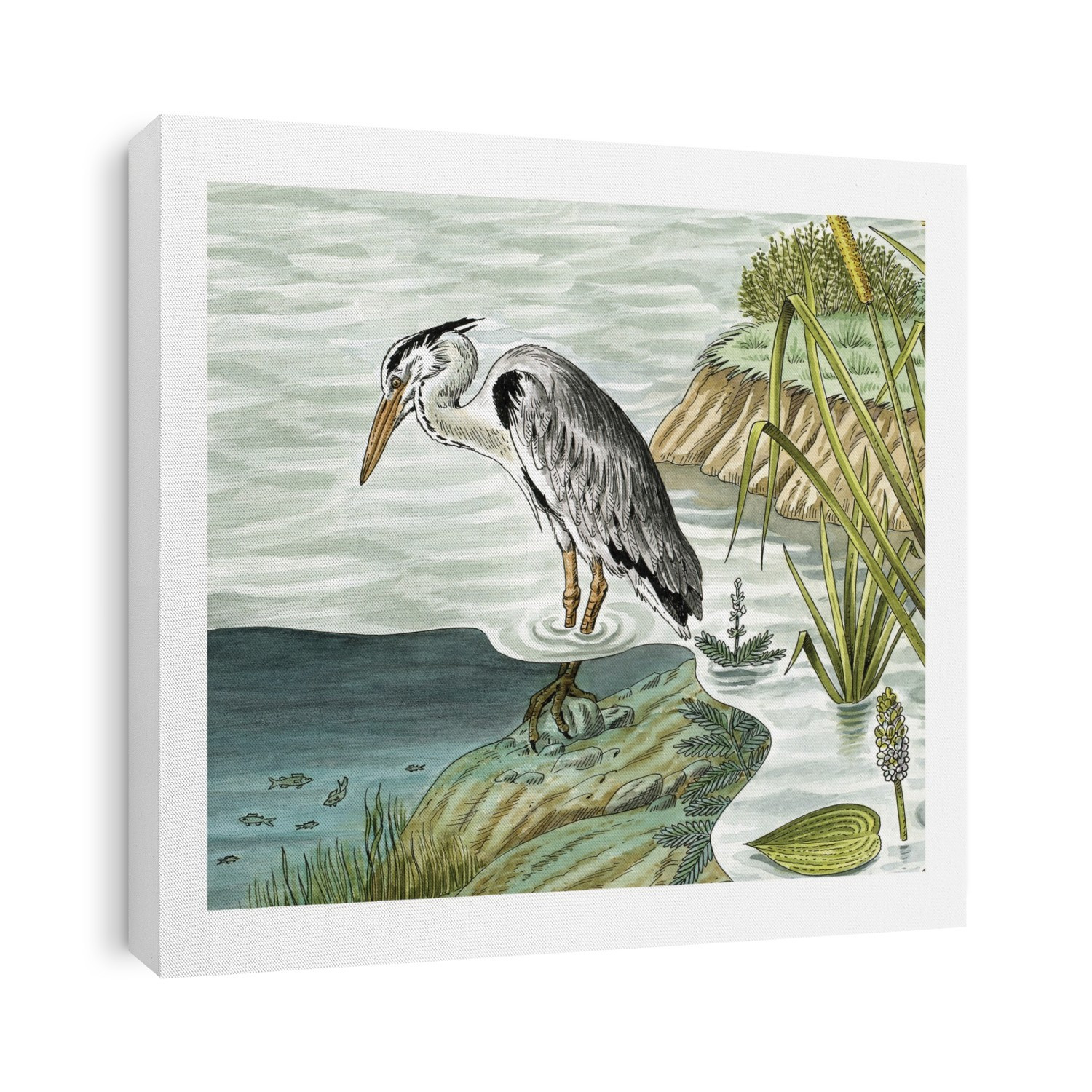 Grey heron fishing. Artwork of a grey heron (Ardea cinerea) waiting to strike its prey. This large heron is found throughout temperate regions of Europe and Asia, near estuaries, marshes, rivers and lakes. It feeds mostly on fish, which it spears with its long, dagger-like bill, but it also eats small mammals and young birds.