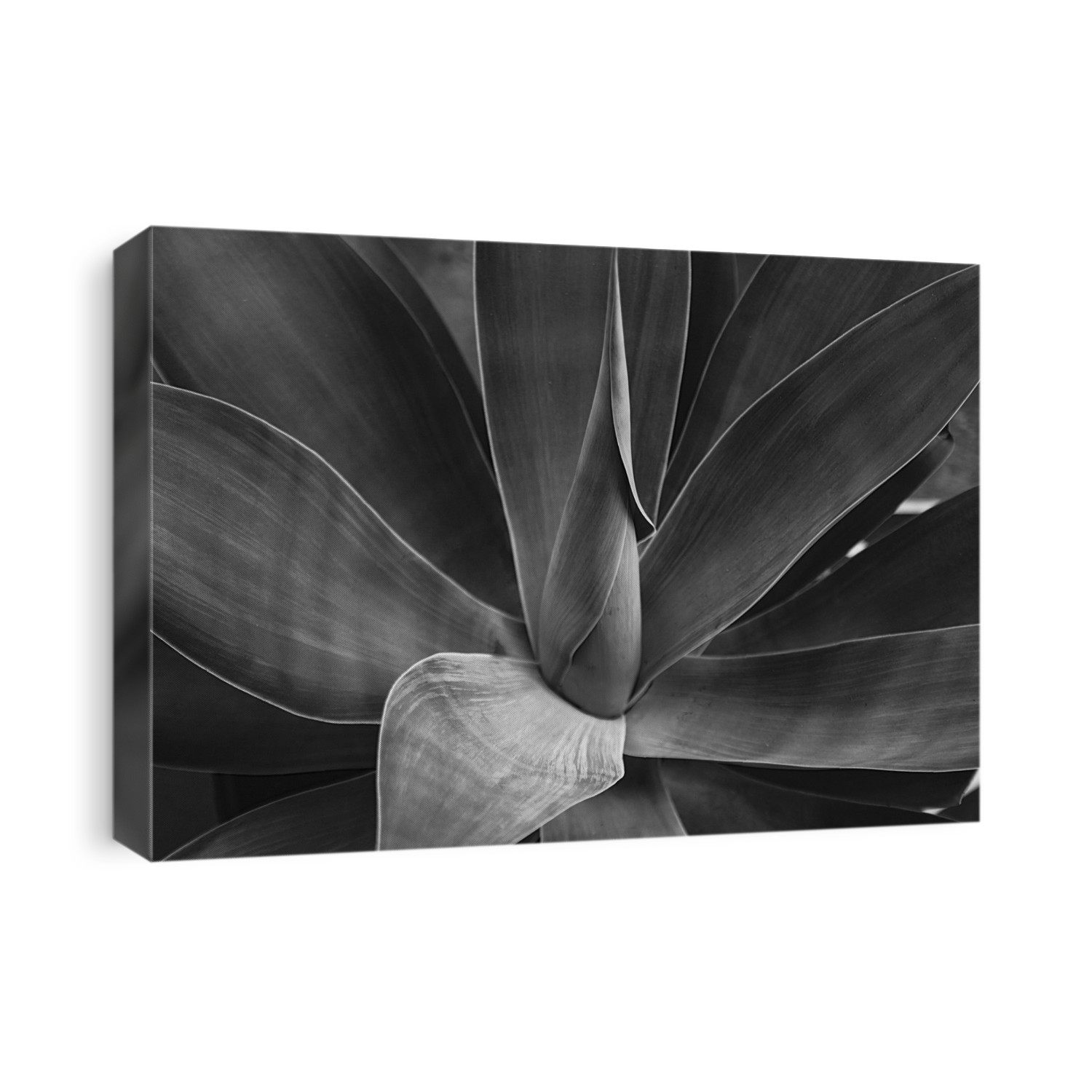 Black and white close-up of an agave plant