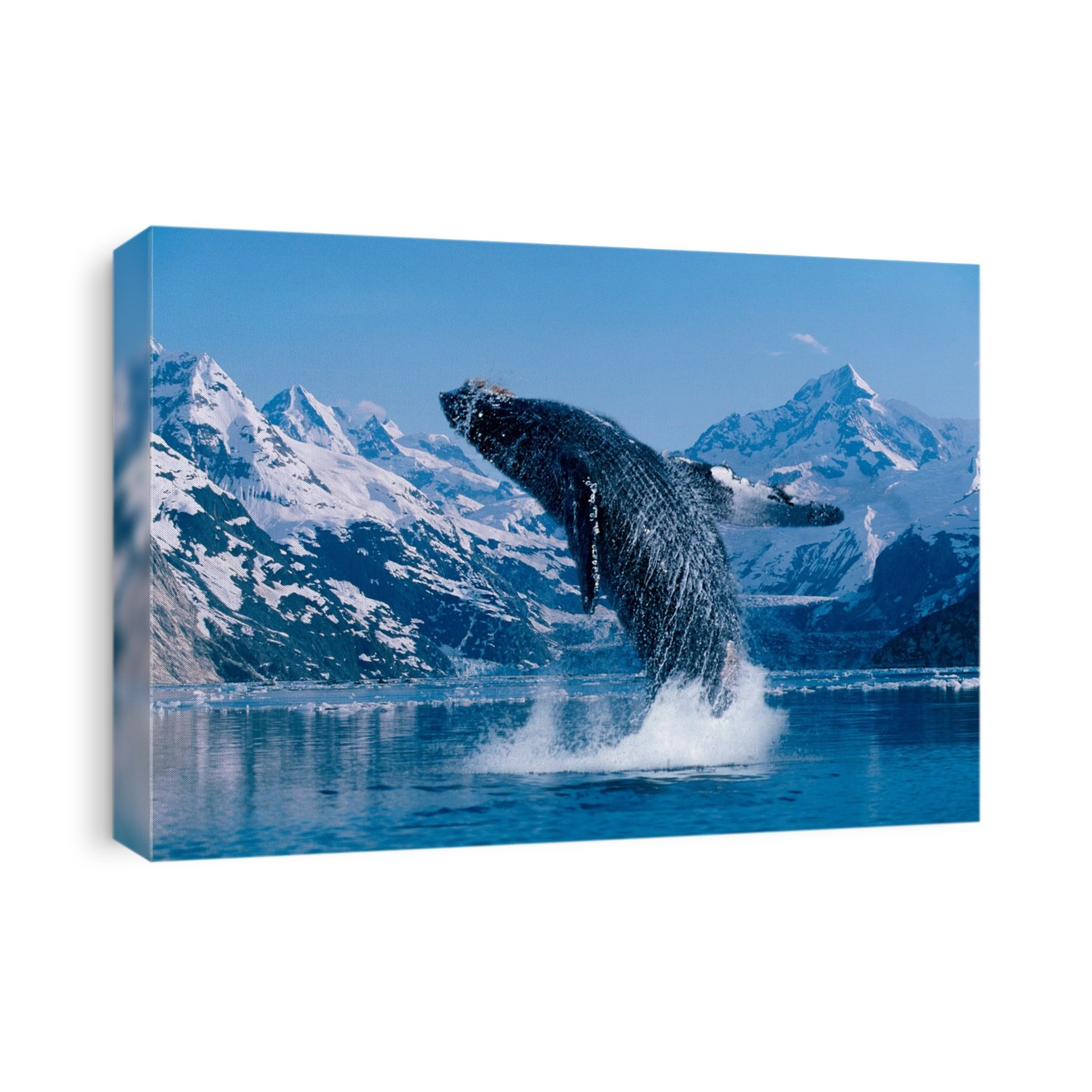 [Dc] Humpback Whale (Megaptera Novaeangliae) Breaching Snowcapped Mountains Background C2040