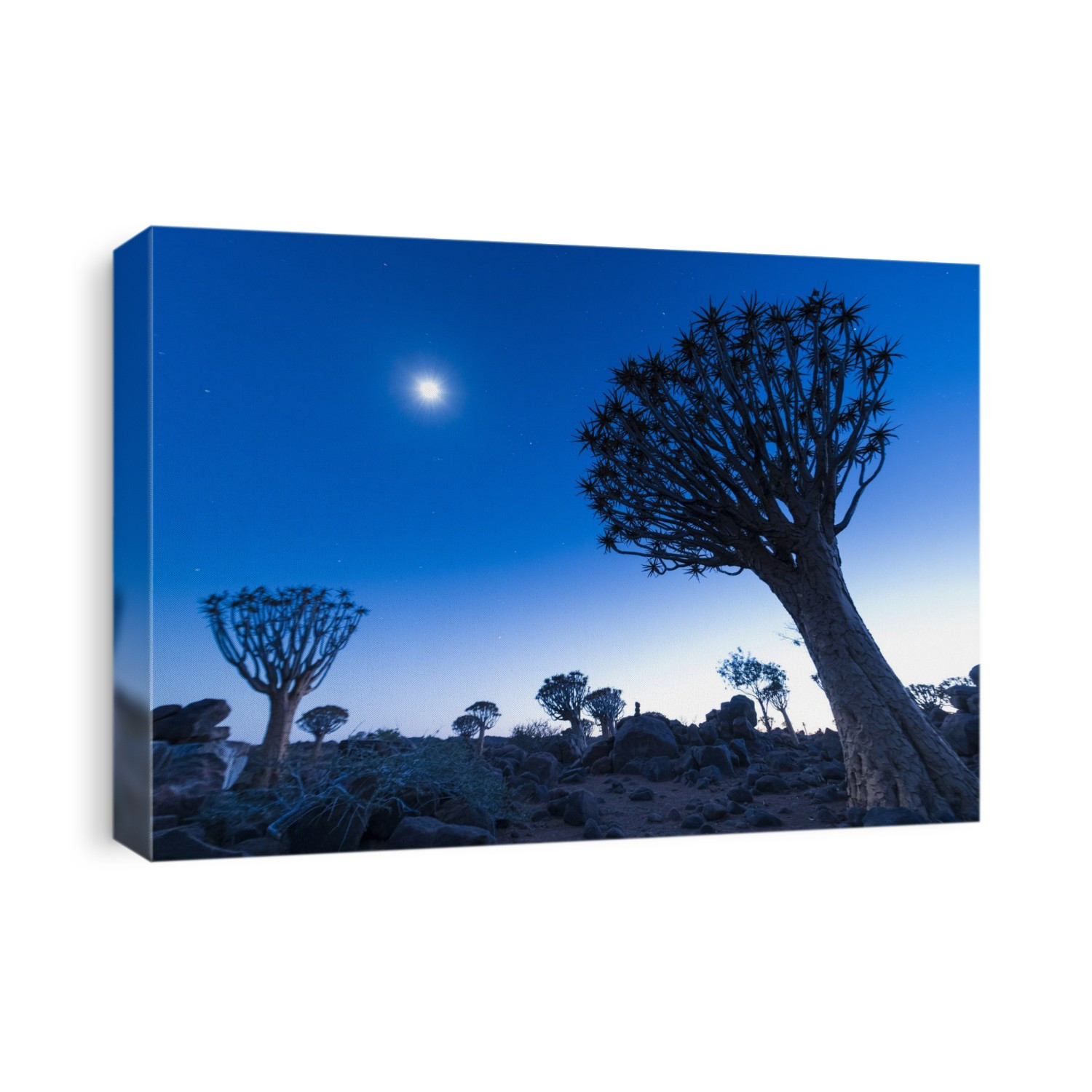 Quiver trees (Aloidendron dichotomum) and the moon before dawn in the Quiver Tree Forest, near Keetmanshoop; ǁKaras Region, Namibia