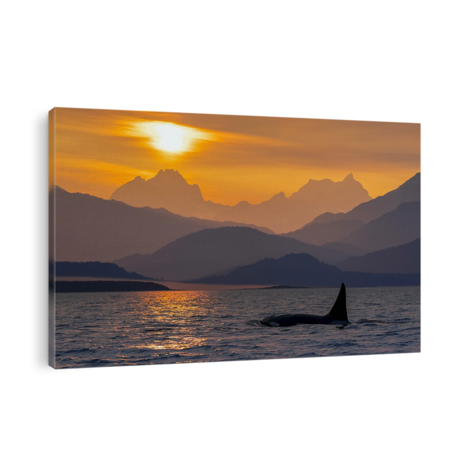 Orca whale (Orcinus orca) pod in Lynn Canal with Chilkat Mountains in the background, Southeast Alaska; Alaska, United States of America
