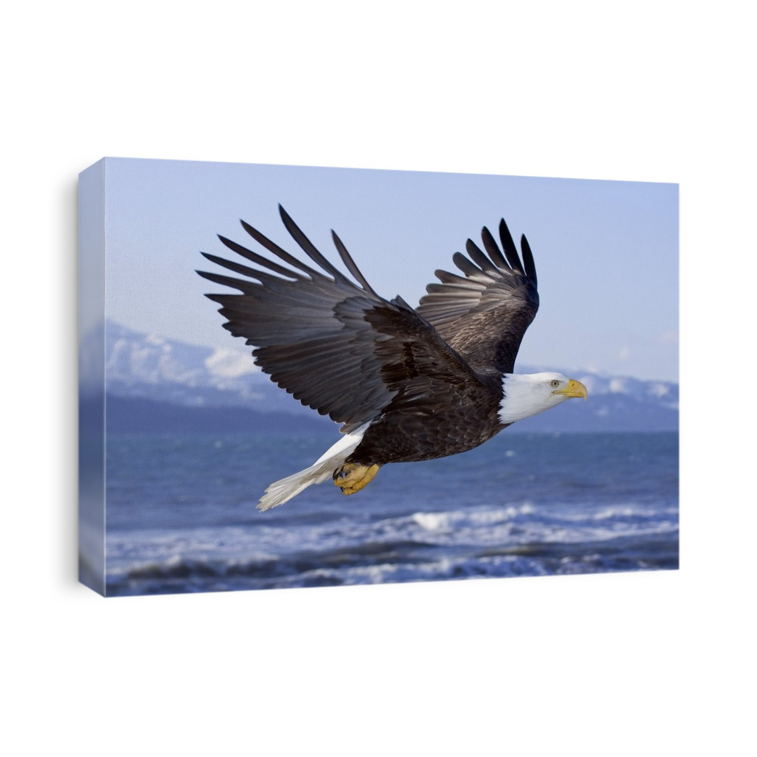 Bald Eagle In Mid-Air Flight Over Homer Spit Kenai Peninsula Alaska Winter Kachemak Bay