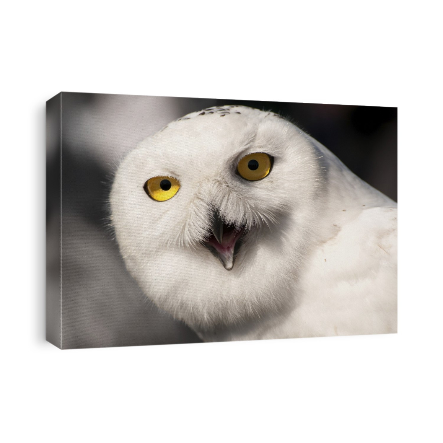 Close up portrait of a snowy owl, Bubo scandiacus.; Parker River National Wildlife Refuge, Plum Island, Massachusetts.