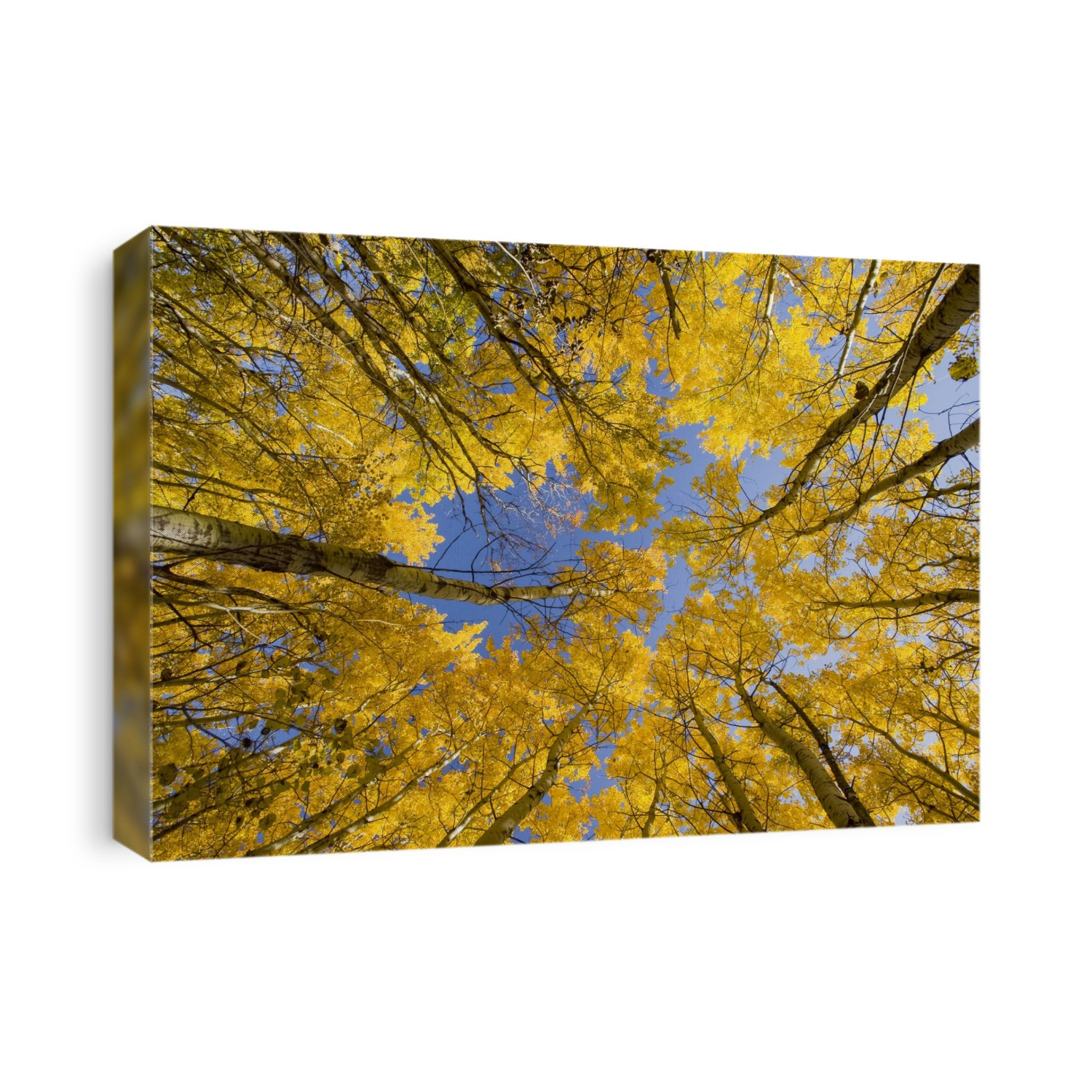 Autumn coloured aspen trees, Birds Hill Provincial Park; Manitoba, Canada
