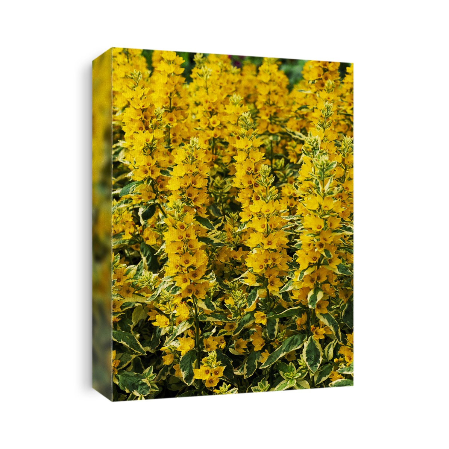 Yellow loosestrife (Lysimachia puncata 'Alexander') flowers.
