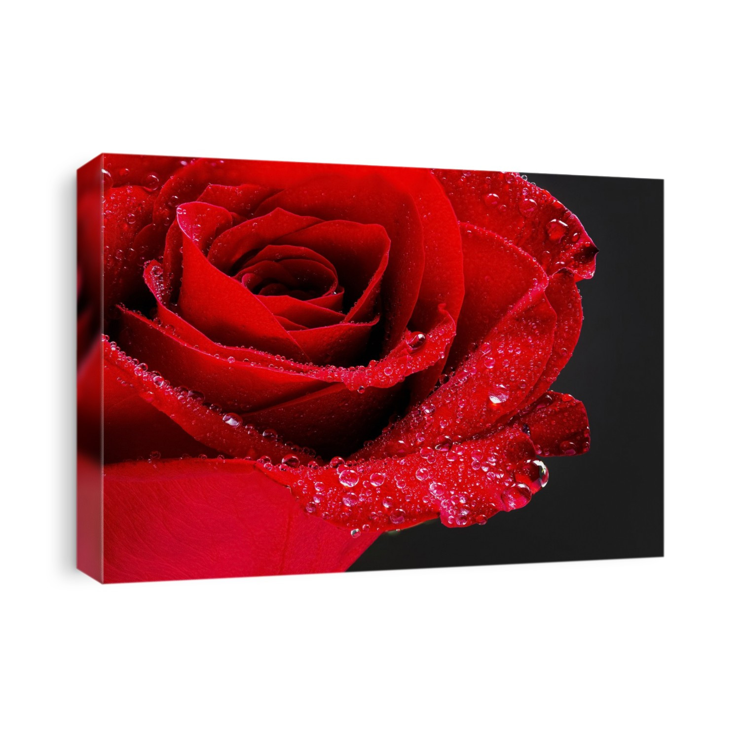 Close up of a red rose with water droplets on a black background; Studio