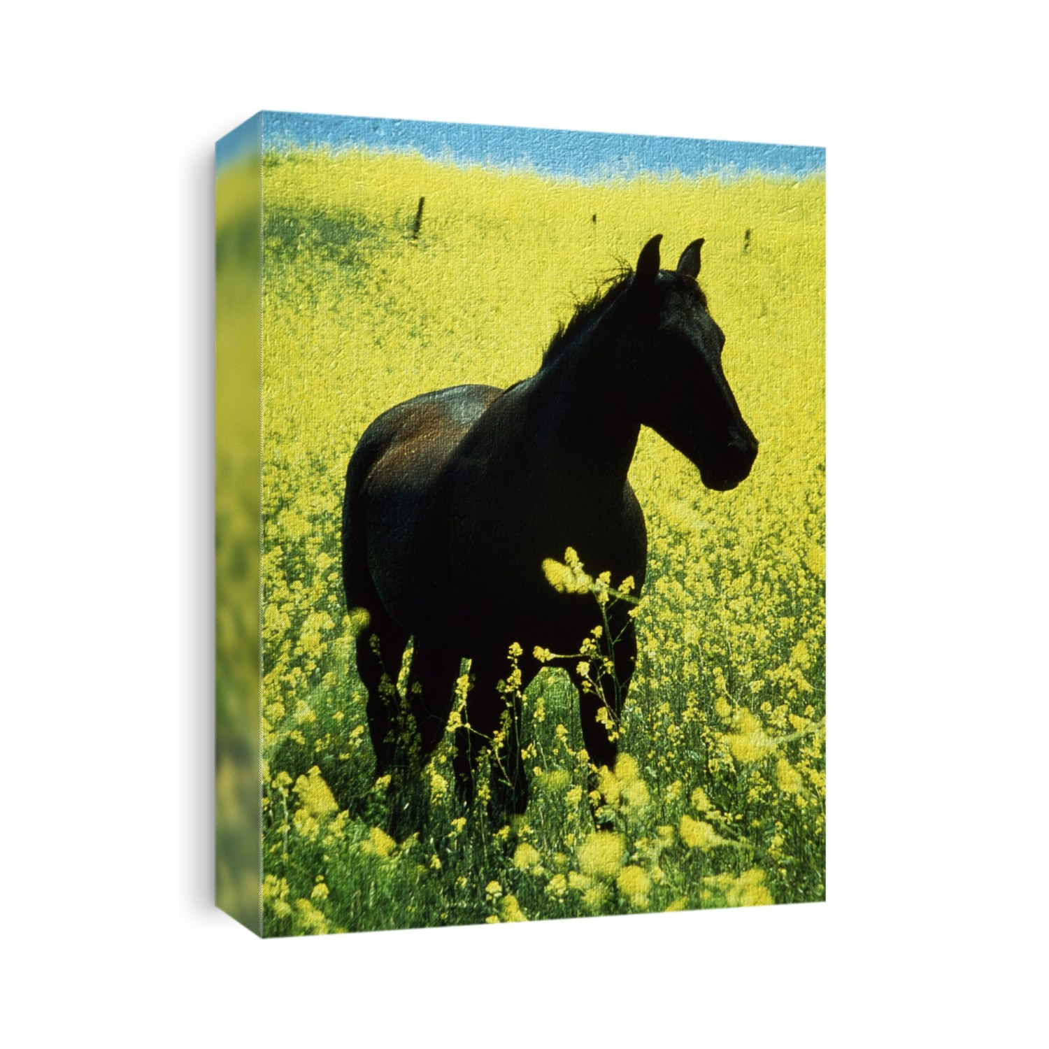 County Tipperary, Ireland; Horse In A Rapeseed Field