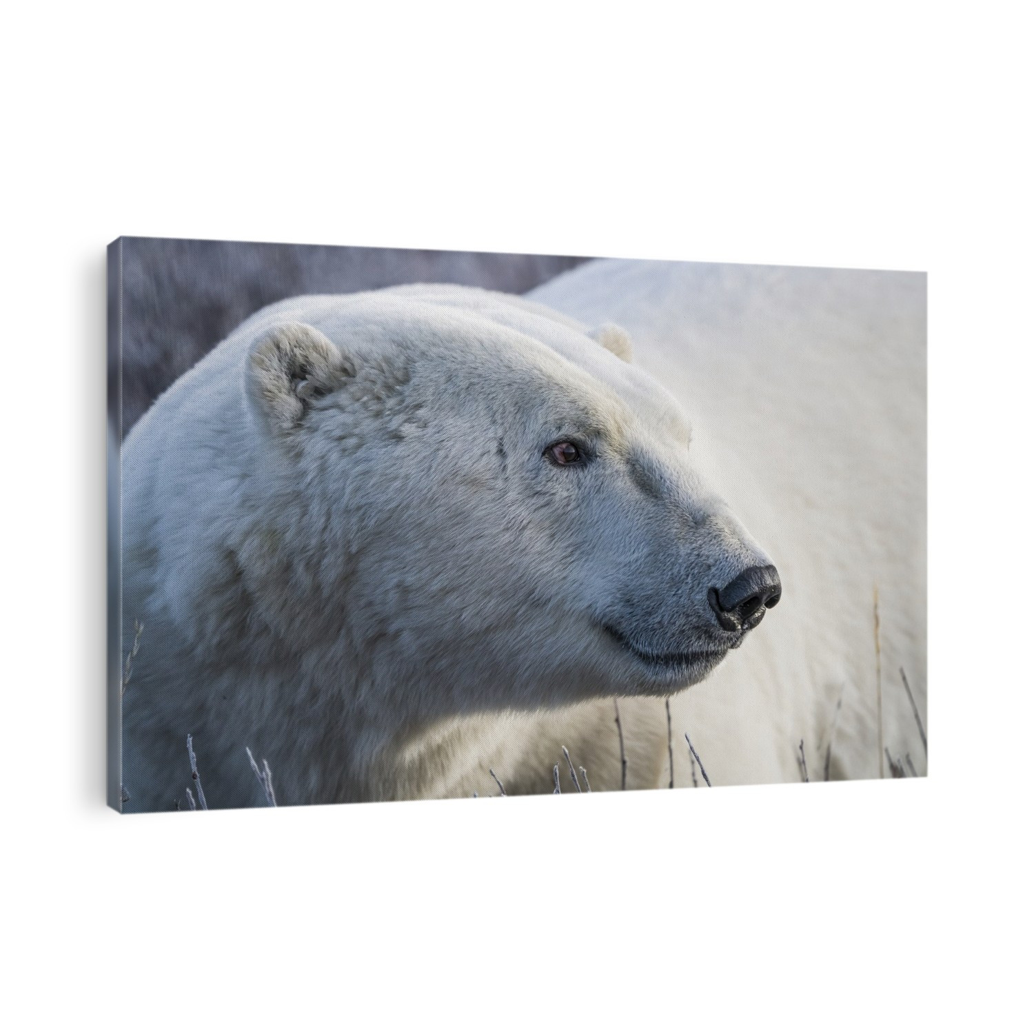Polar bear (Ursus maritimus) in it’s natural environment, a magnificent animal; Churchill, Manitoba, Canada
