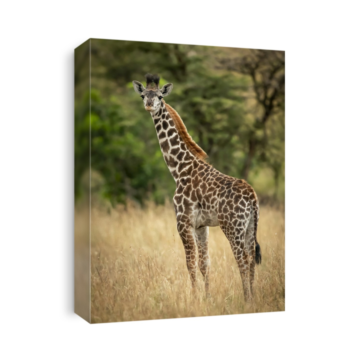 Young Masai giraffe (Giraffa camelopardalis tippelskirchii) stands in long grass by trees, Serengeti National Park; Tanzania