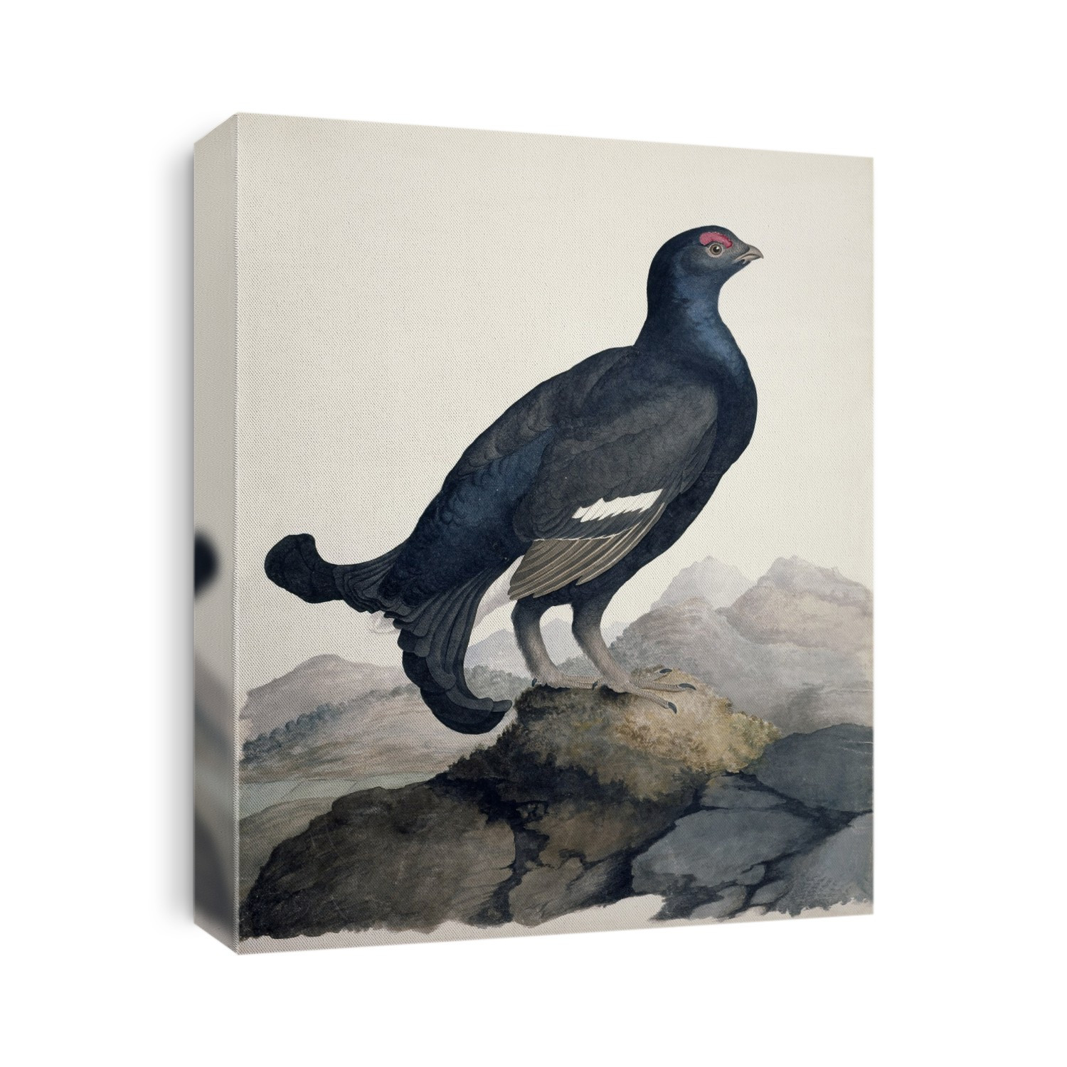 Black grouse (Tetrao tetrix). Plate 16 from 'Watercolour drawings of British Animals' (1831-1841) by Scottish naturalist William MacGillivray.