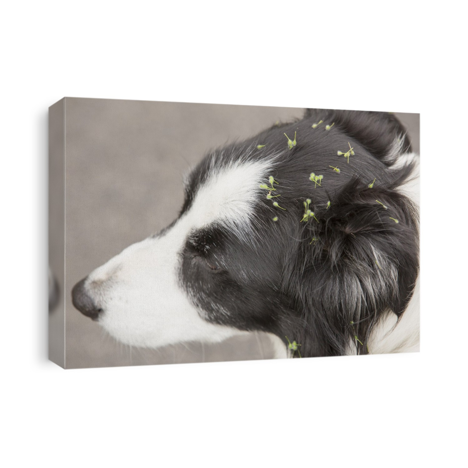 Seeds evolved to stick to animal fur to aid distribution, stuck to a Border Collie dog, Cumbria, UK.