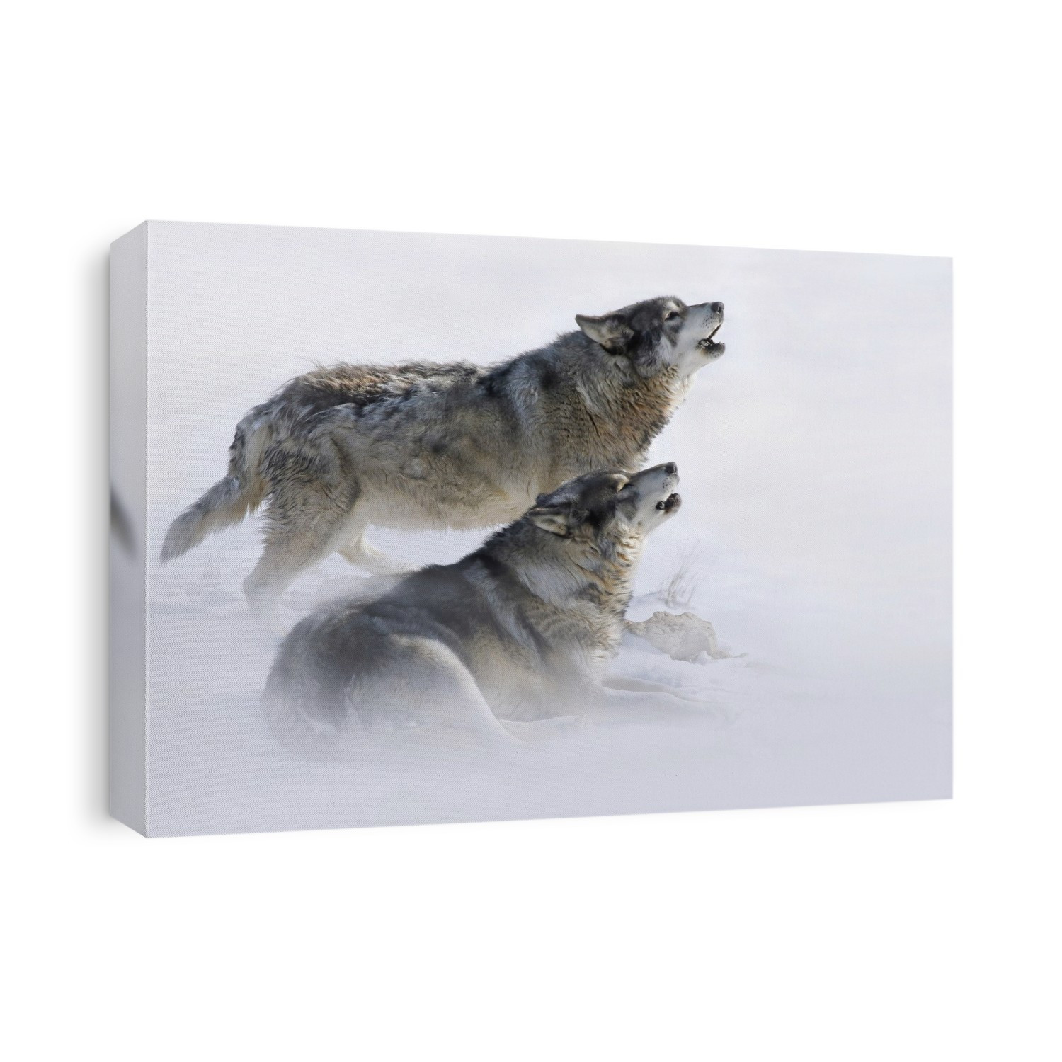 Two wolves (Canis lupus) howling in the snow, one standing and one lying down, in the West of Yellowstone National Park; Montana, United States of America