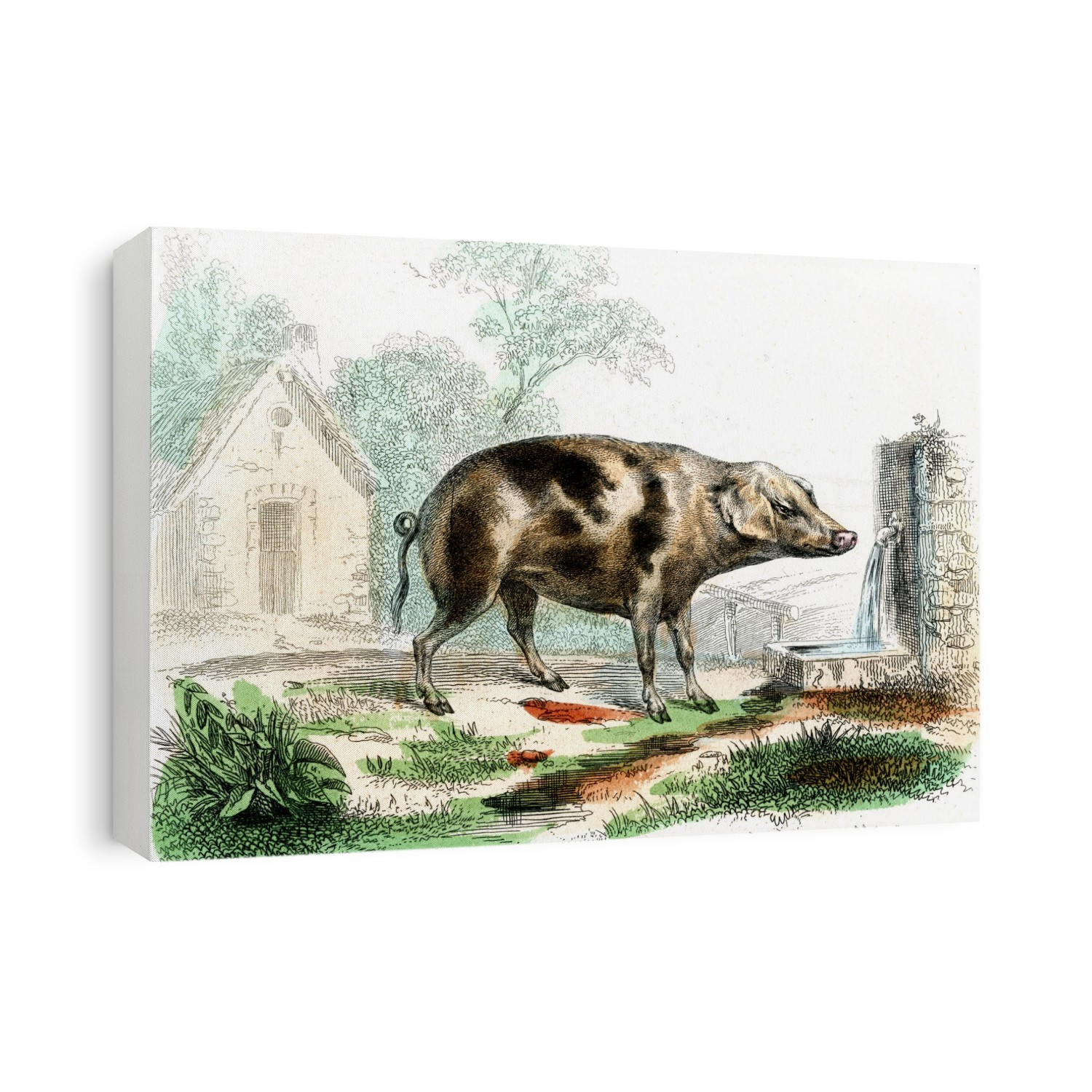 Domestic pig (Sus domesticus). 1859 illustration of a domestic pig (now Sus scrofa domesticus).